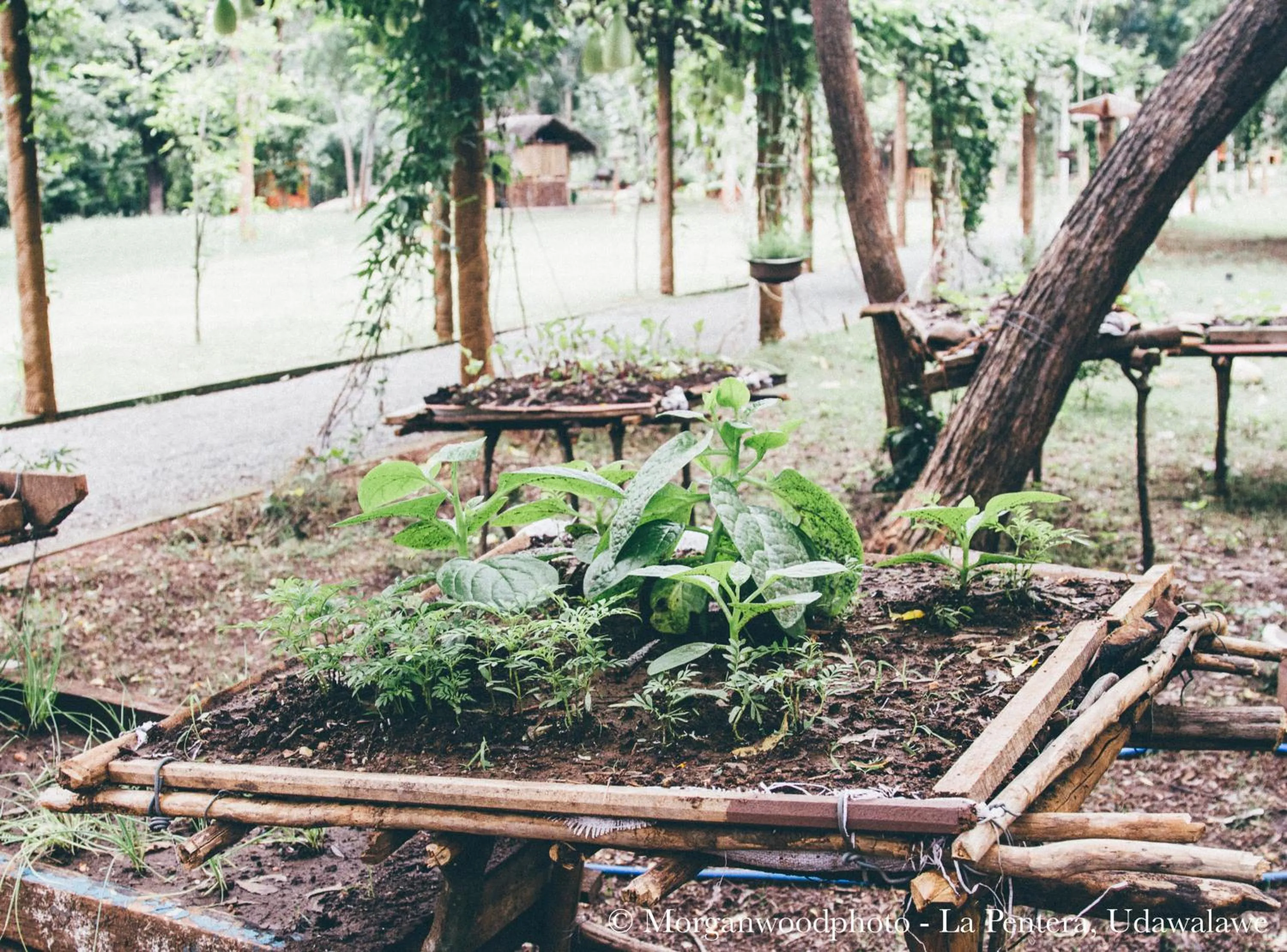 Garden view in La Pentera