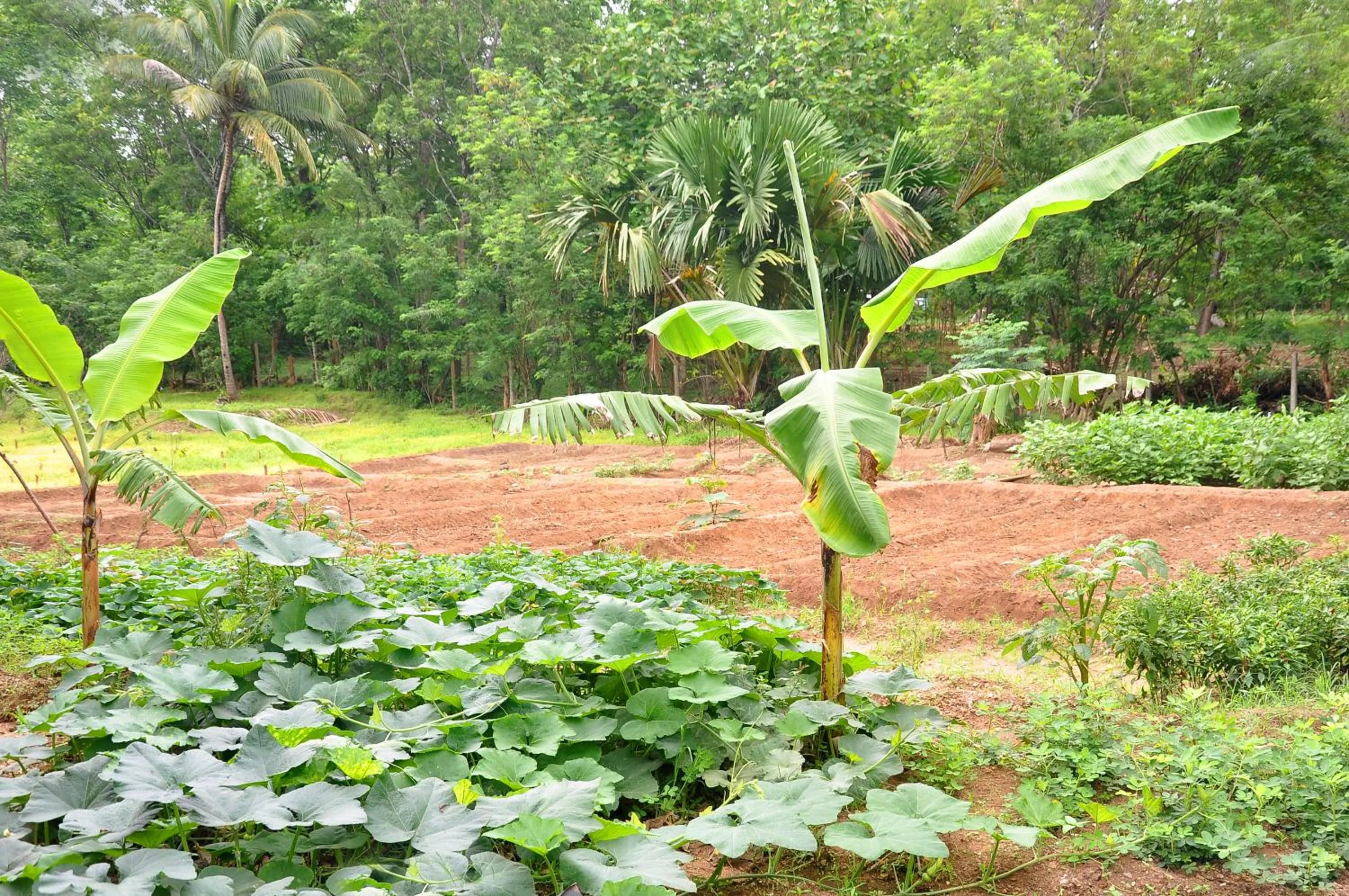 Garden in La Pentera