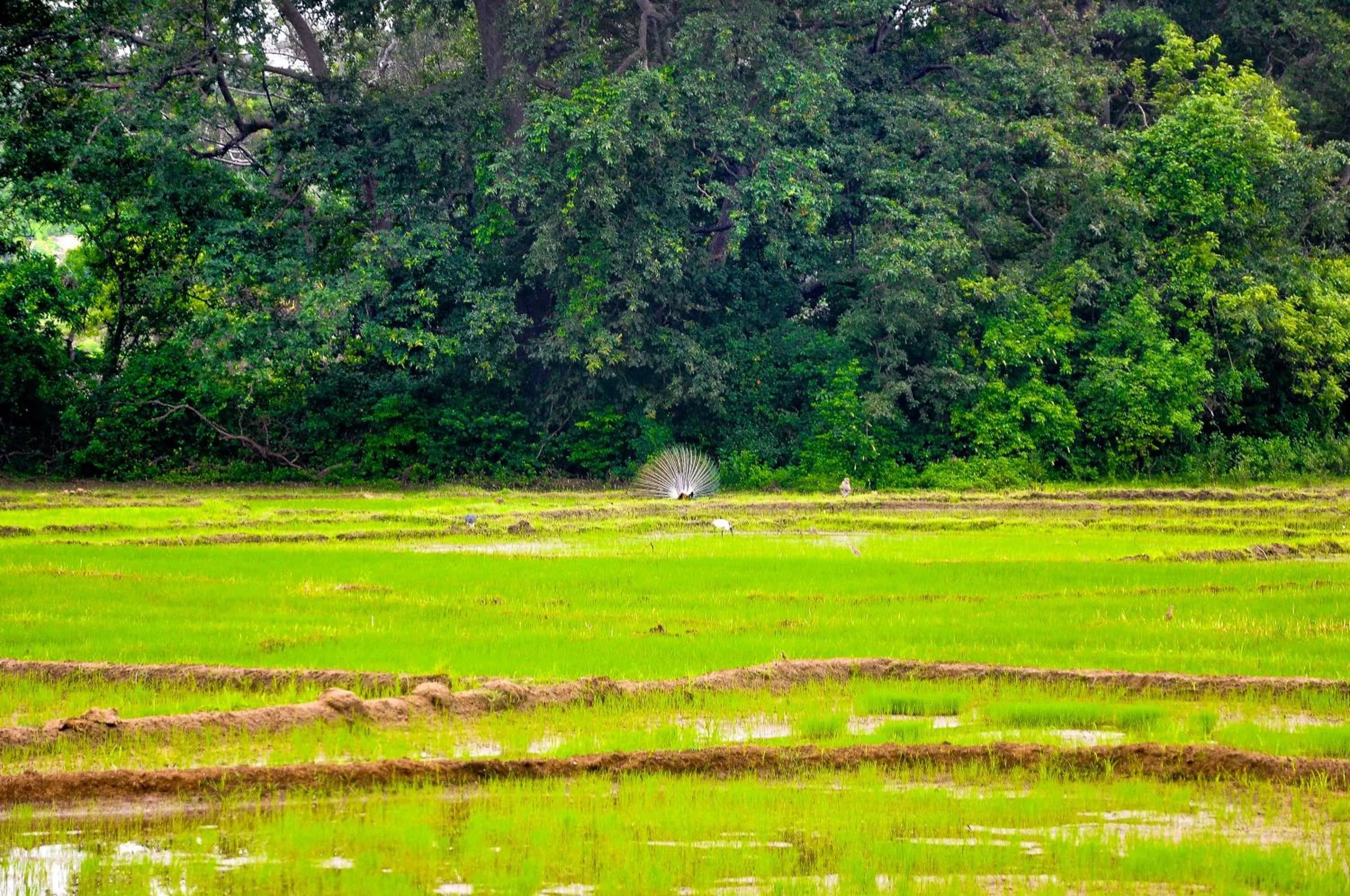 Animals in La Pentera