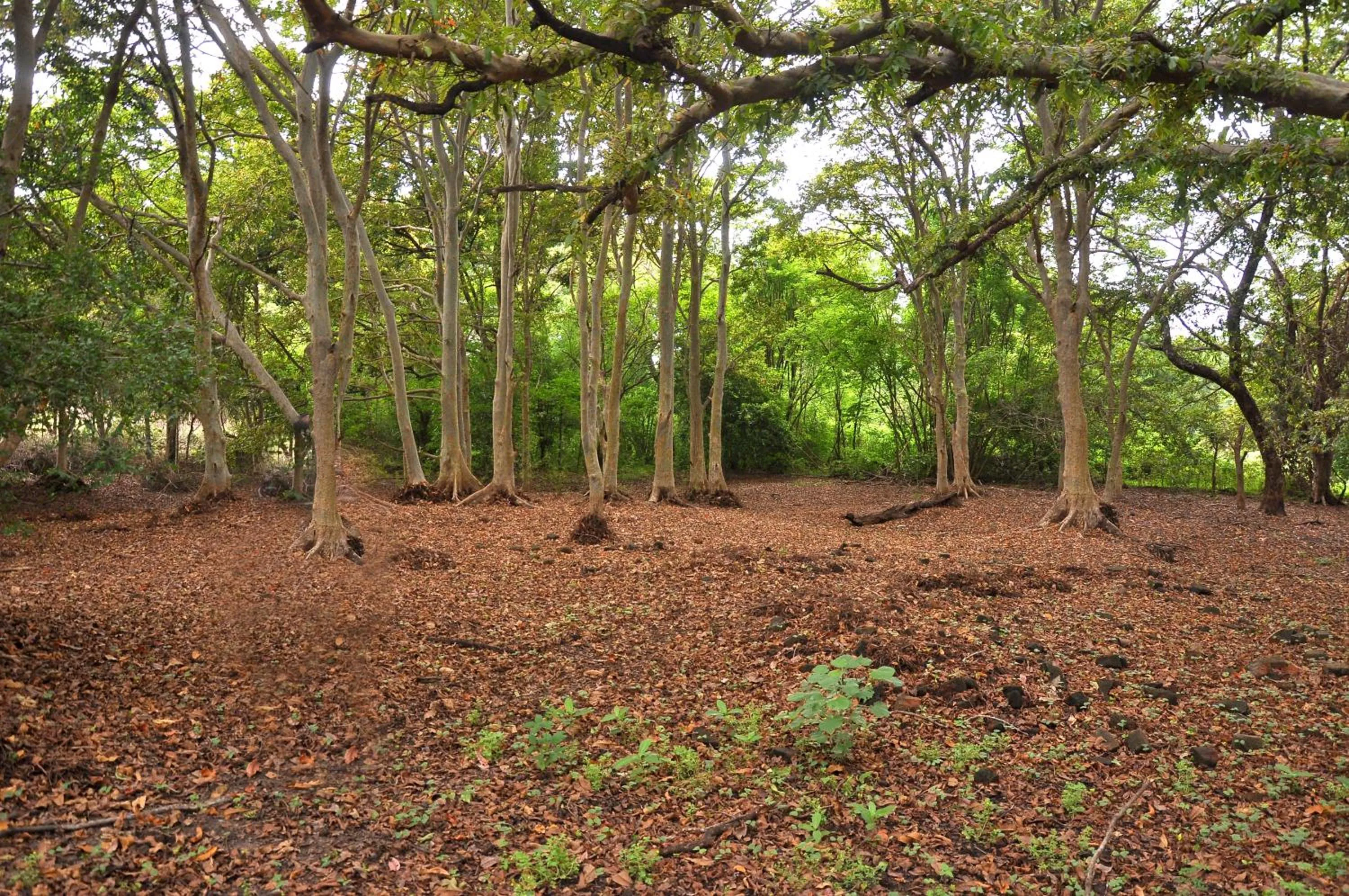 Natural landscape in La Pentera