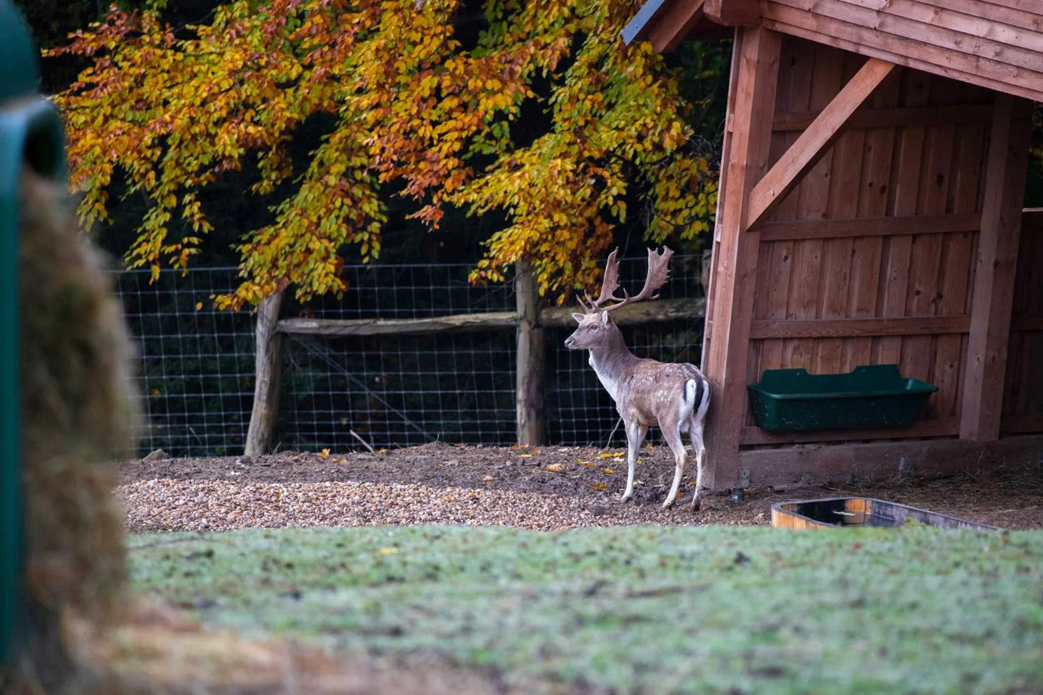 Animals in Amenity Hotel & Resort Špindlerův Mlýn