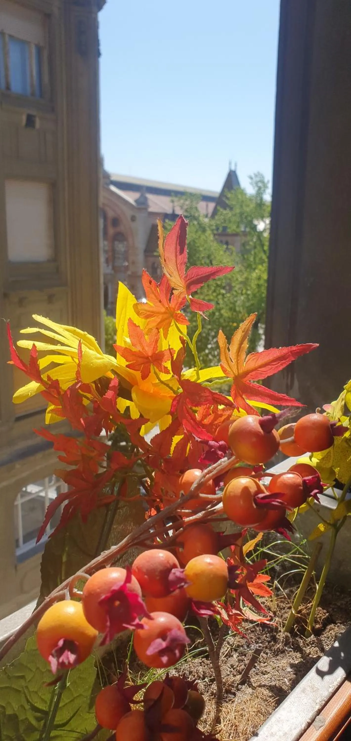 Butterfly Home Danube