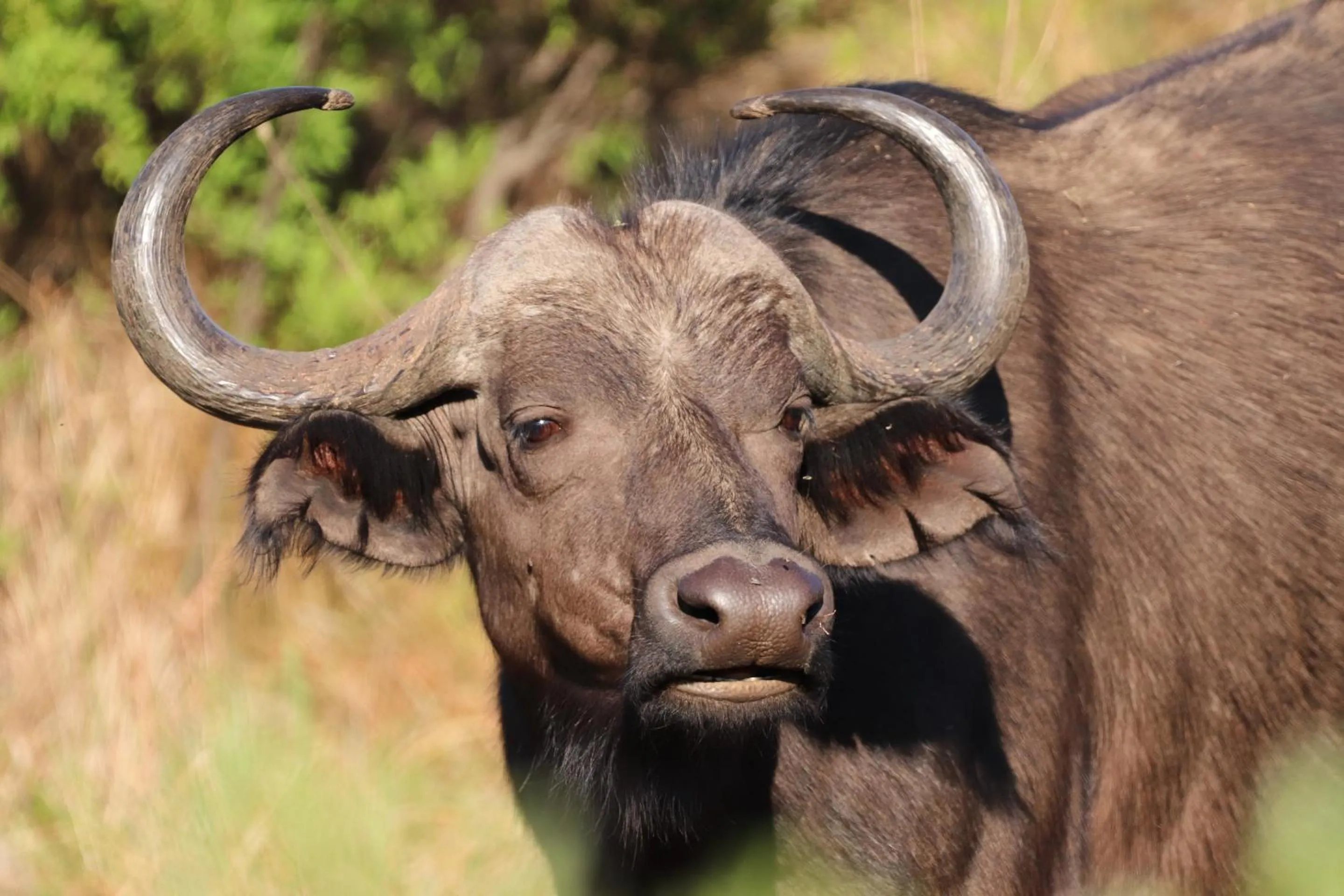 Animals in Nedile Lodge
