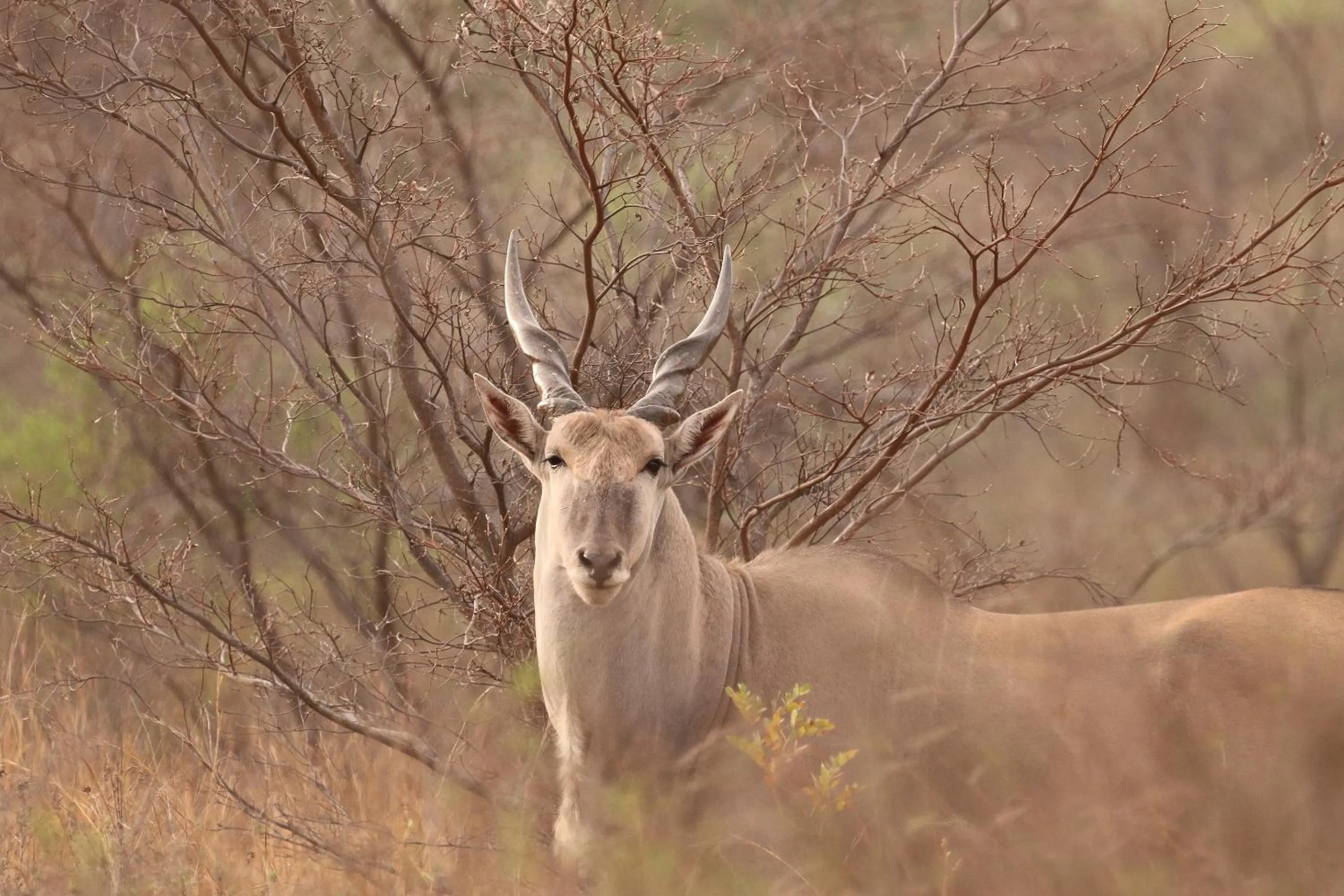 Animals in Nedile Lodge