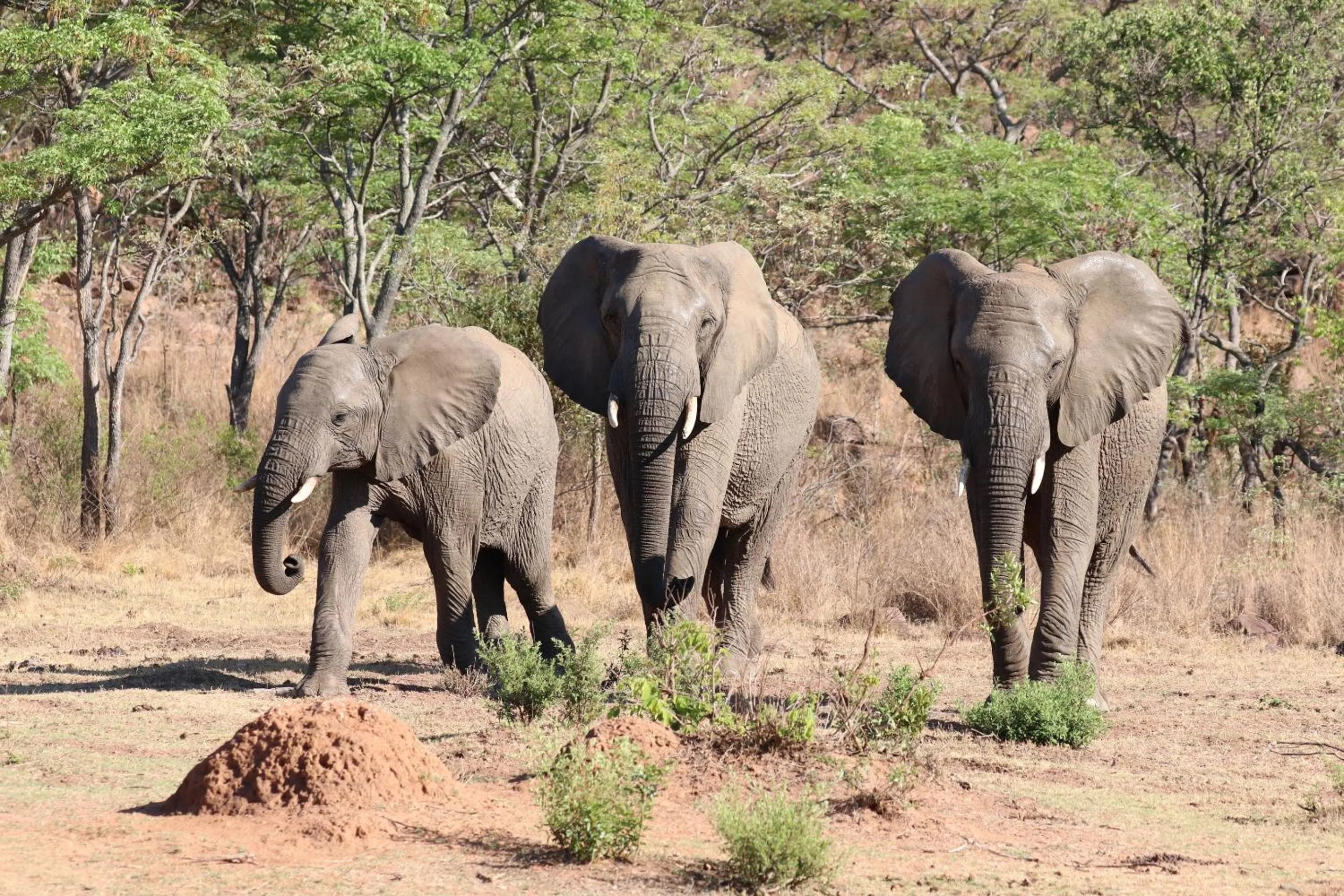 Natural landscape in Nedile Lodge