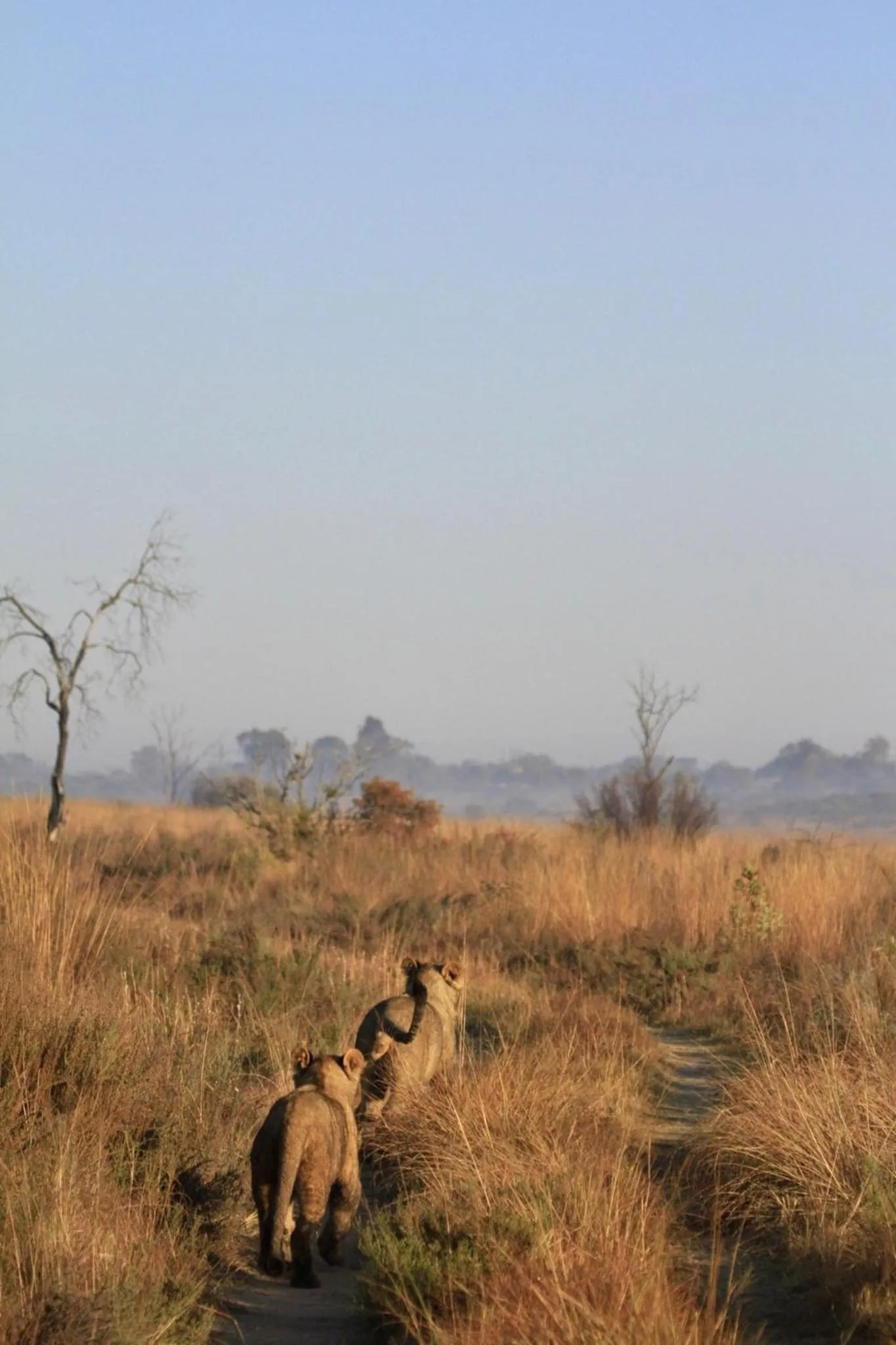 Spring in Nedile Lodge