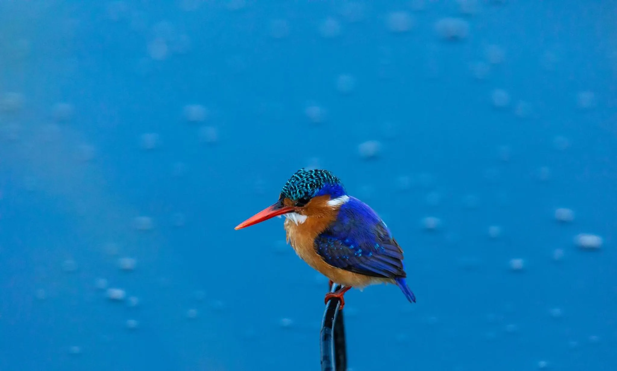 Animals in Nedile Lodge