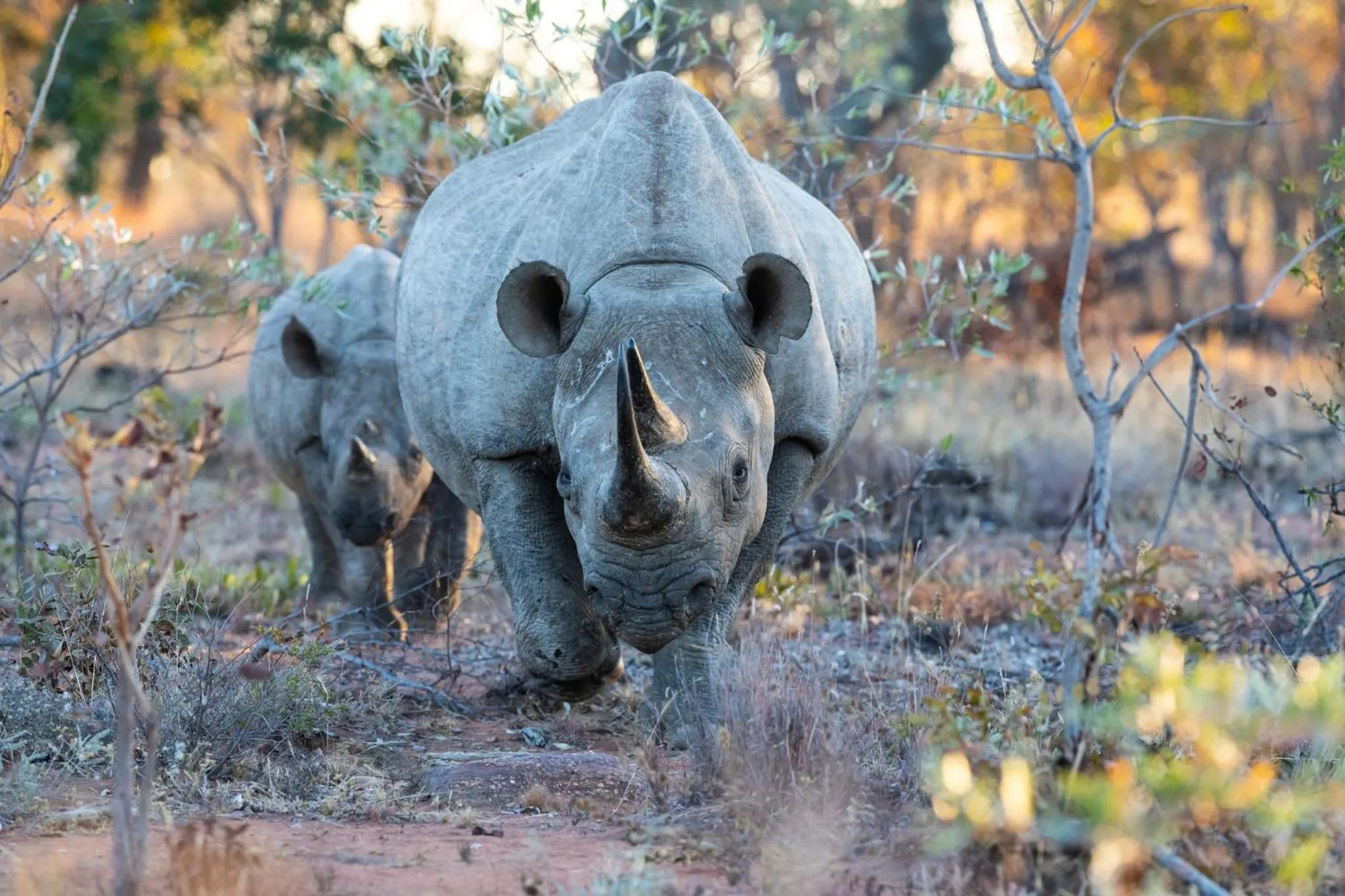 Animals in Nedile Lodge