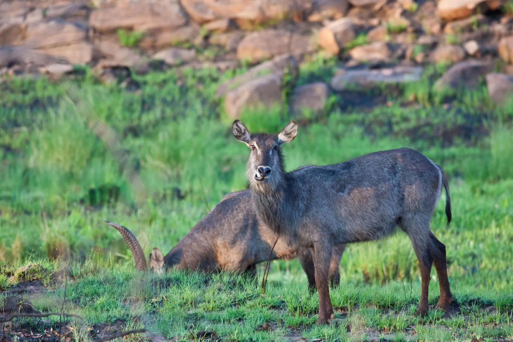 Animals in Nedile Lodge