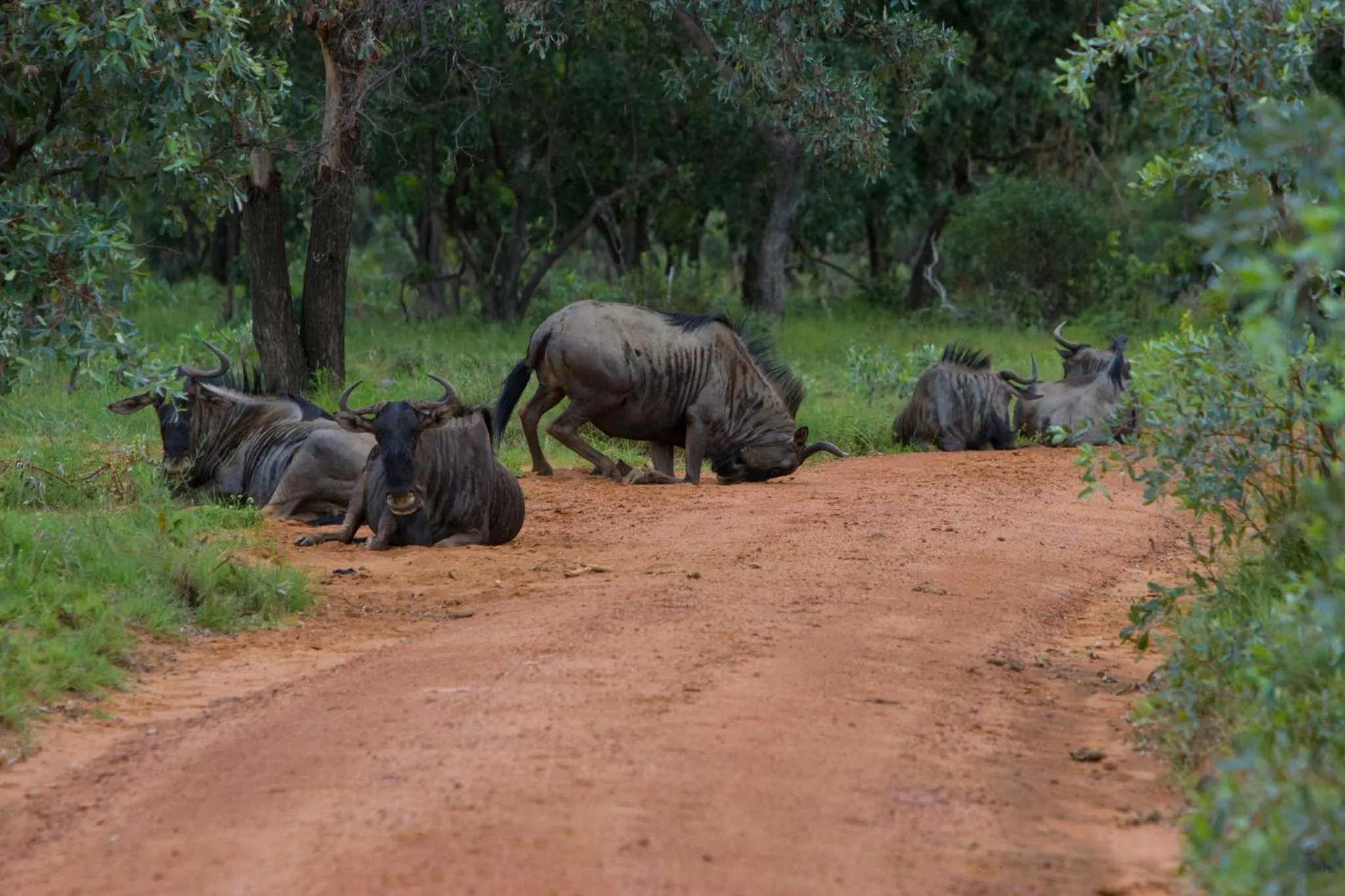 Animals in Nedile Lodge