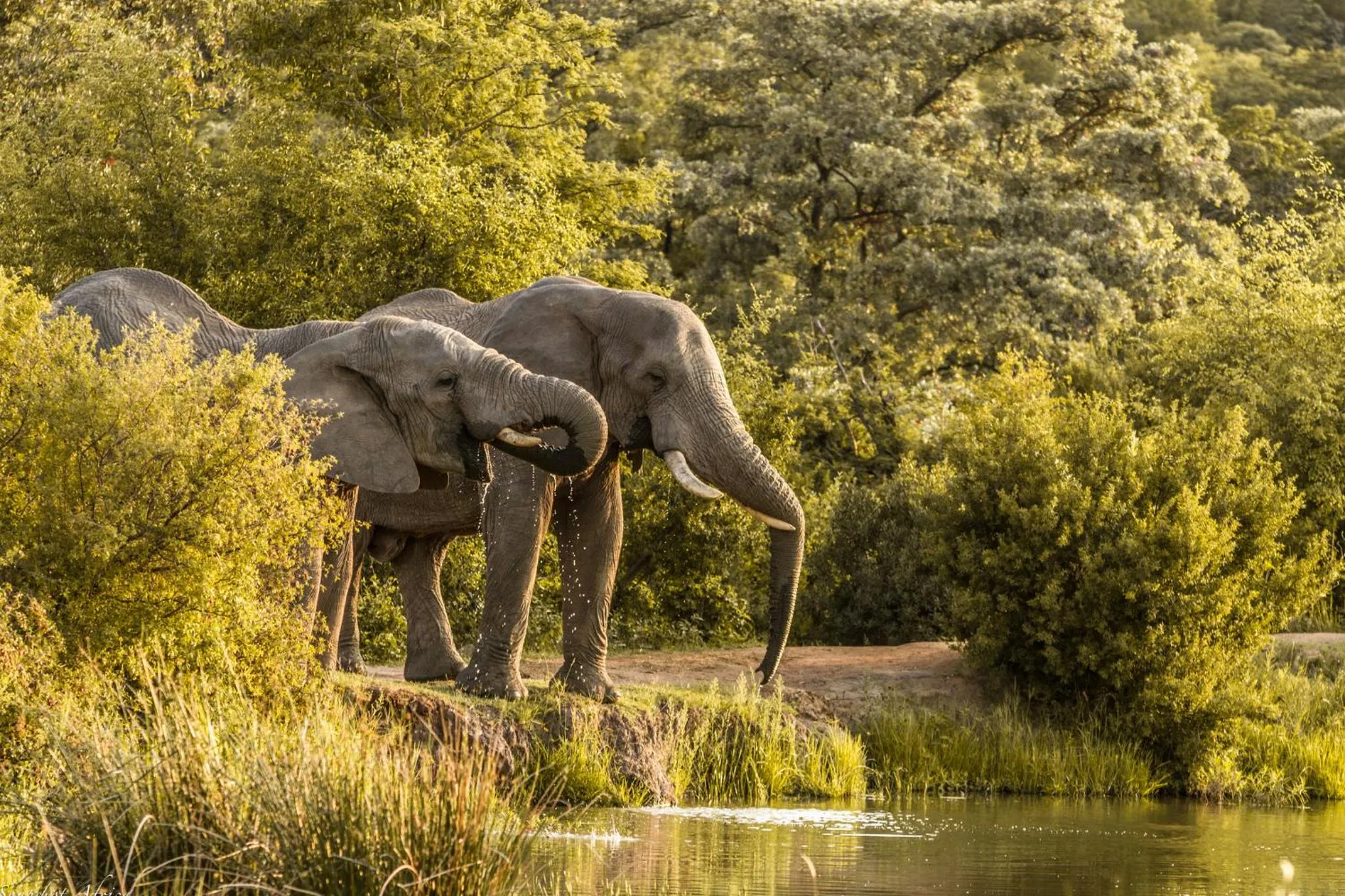 Spring in Nedile Lodge