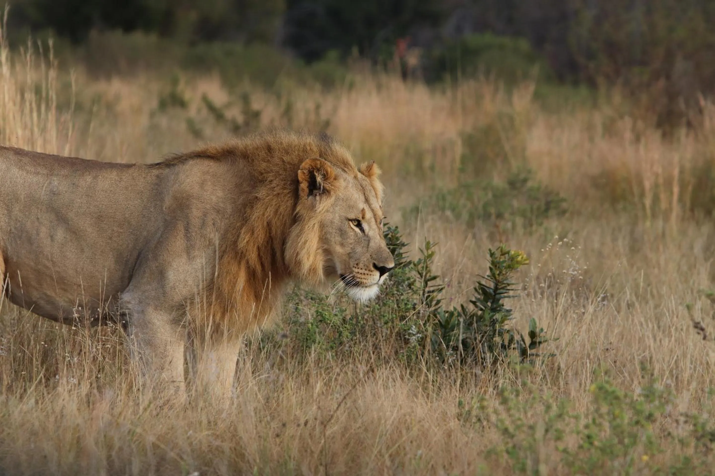 Animals in Nedile Lodge