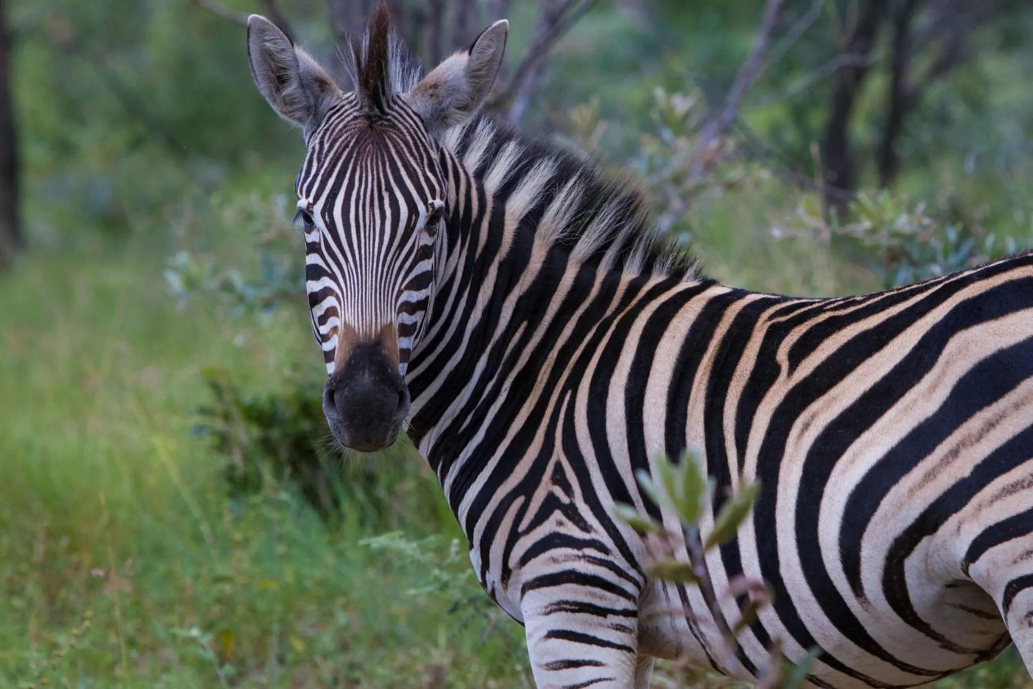 Animals in Nedile Lodge