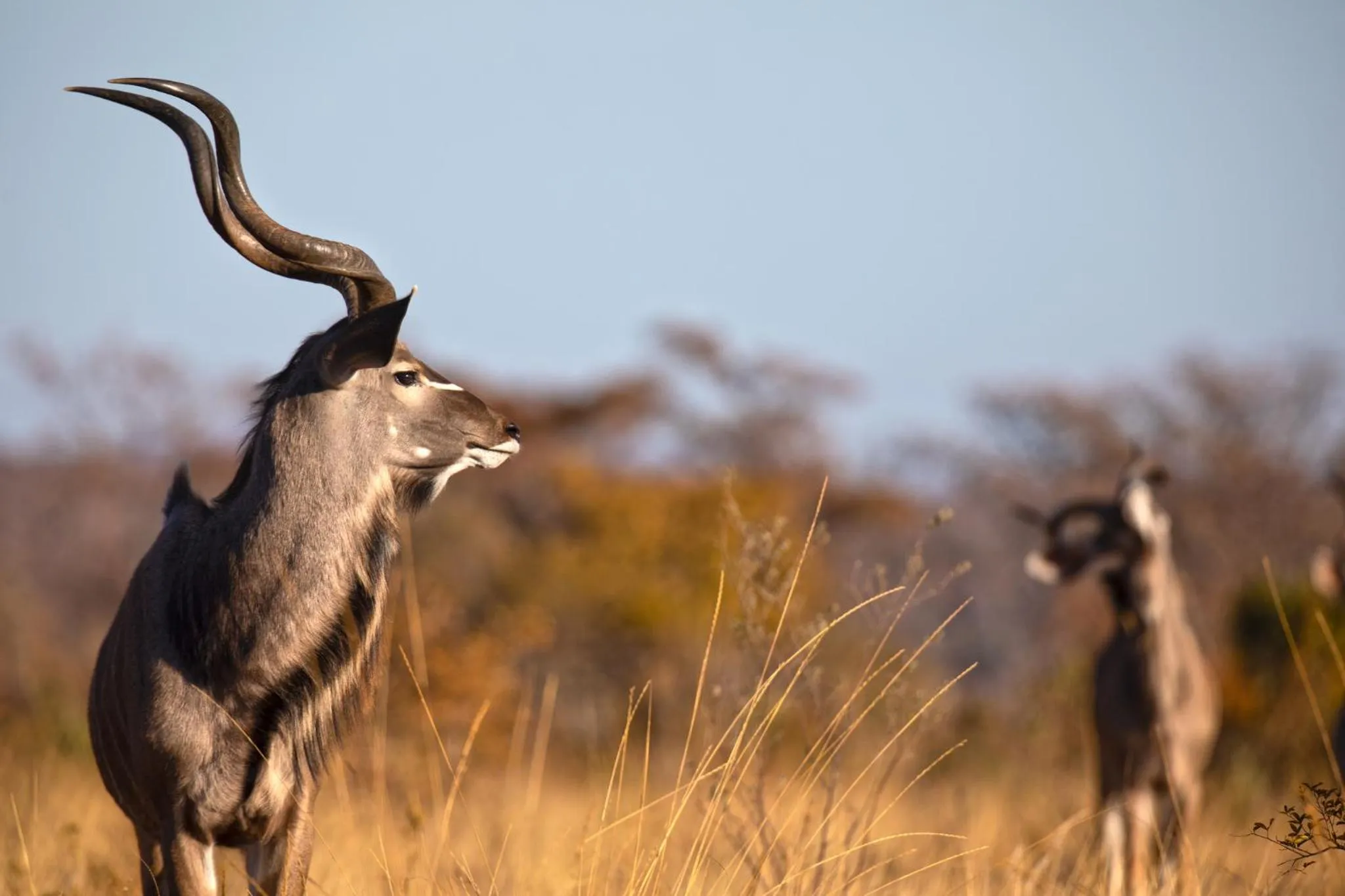 Night in Nedile Lodge