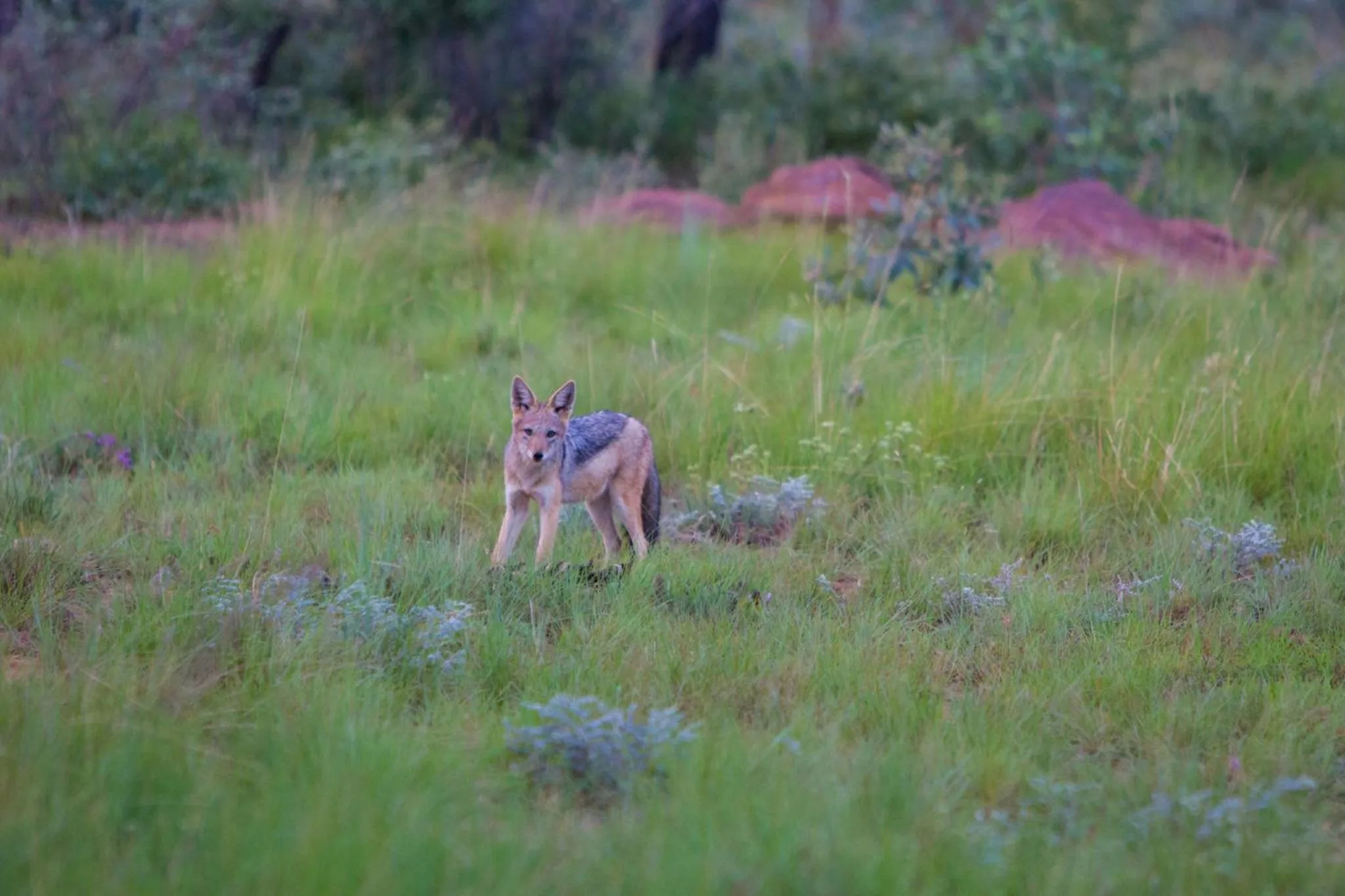 Animals in Nedile Lodge