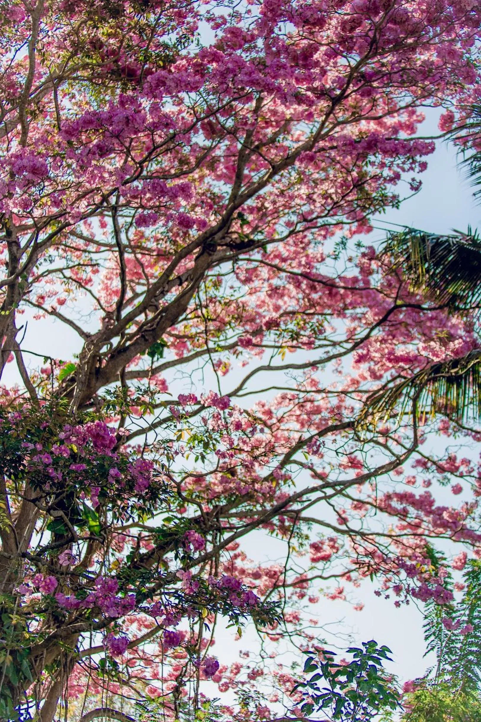 Spring in Mount Havana