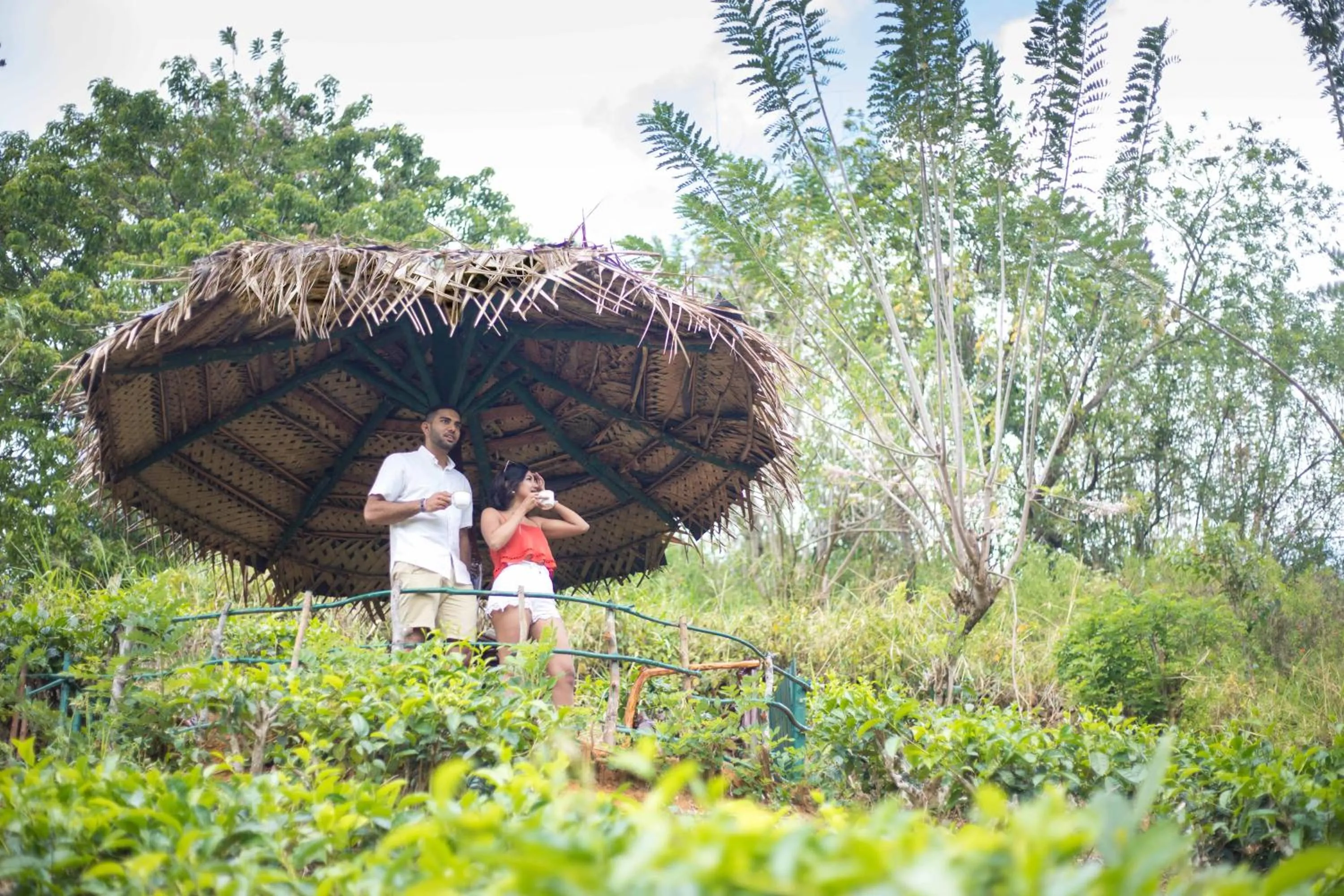 Natural landscape in Mount Havana