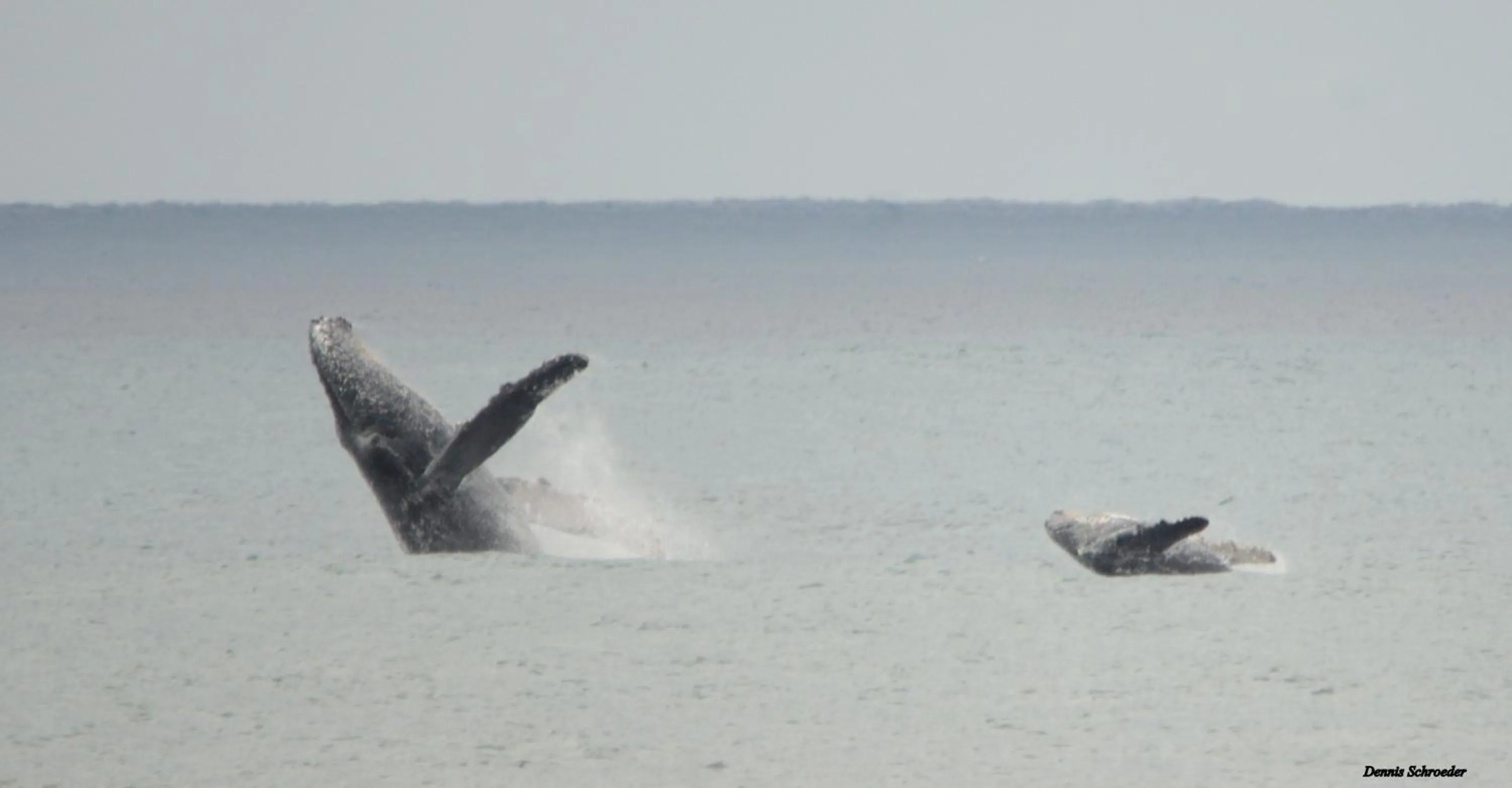 Ansteys Beach Self Catering Apartments