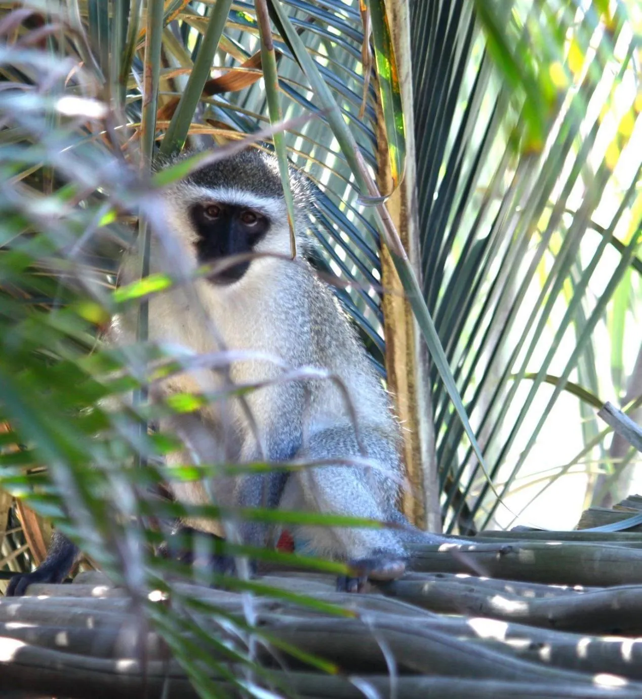 Ansteys Beach Self Catering Apartments