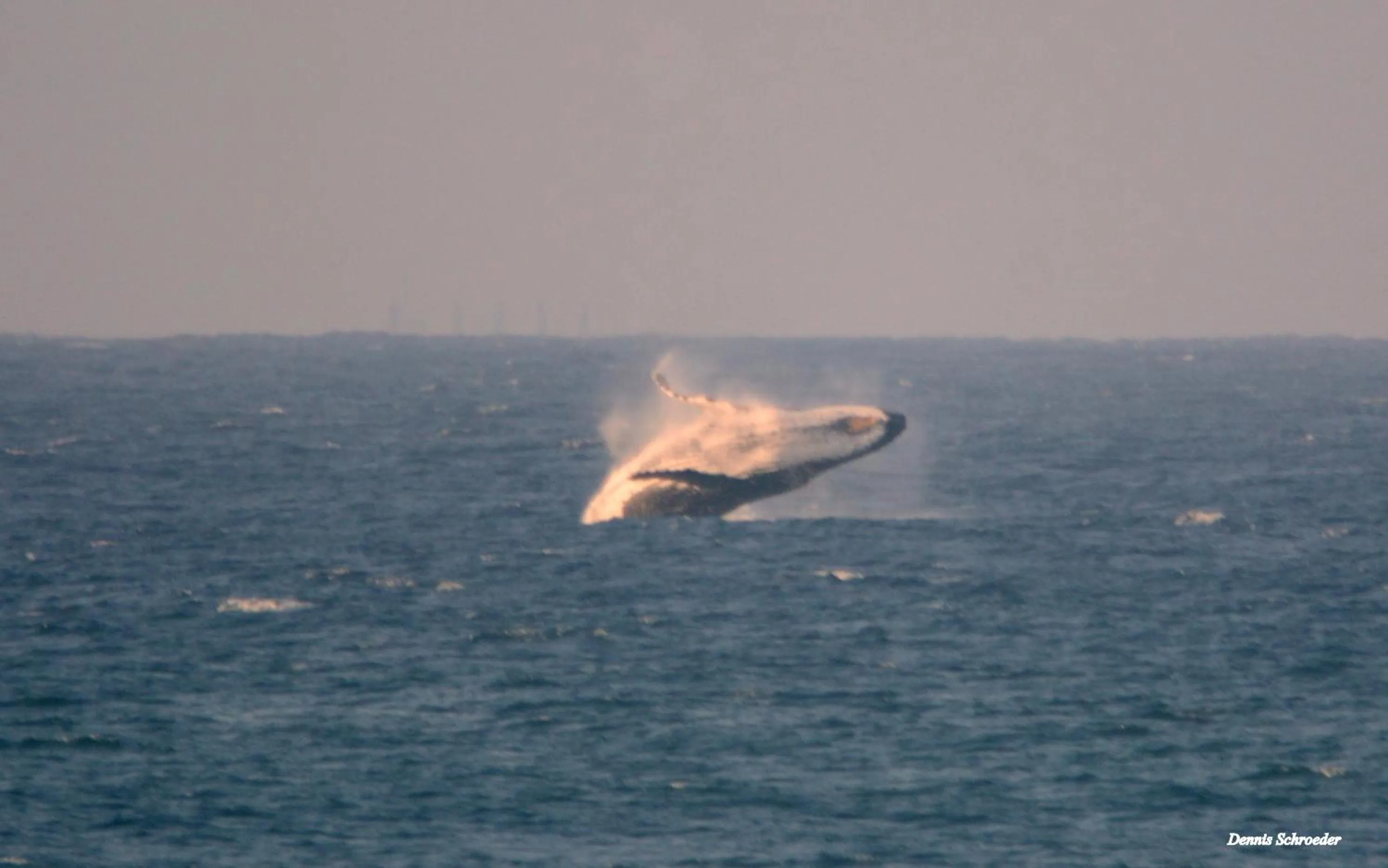 Ansteys Beach Self Catering Apartments