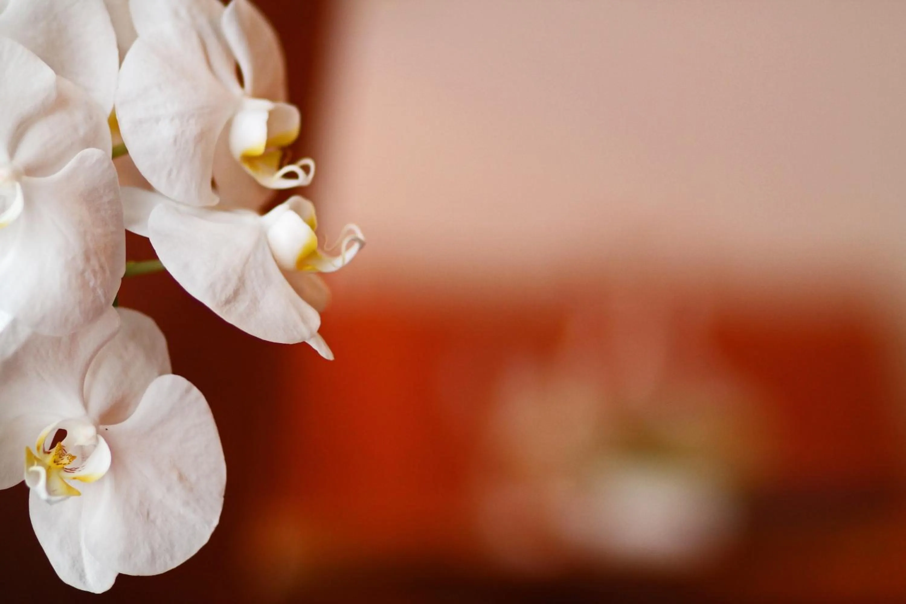 Area and facilities in Hotel Schiff am See