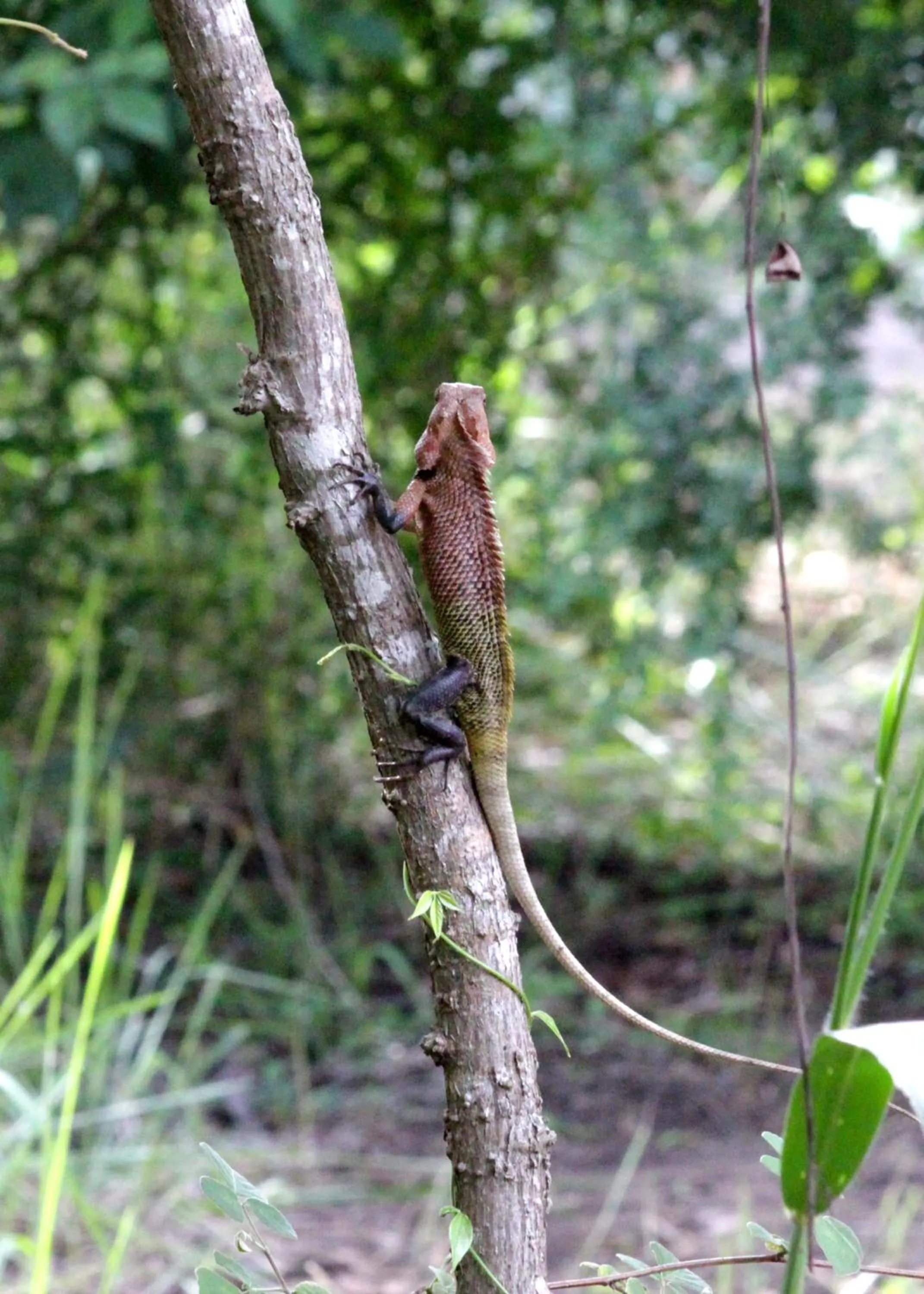 Garden in Athreya Ayurveda Ashram