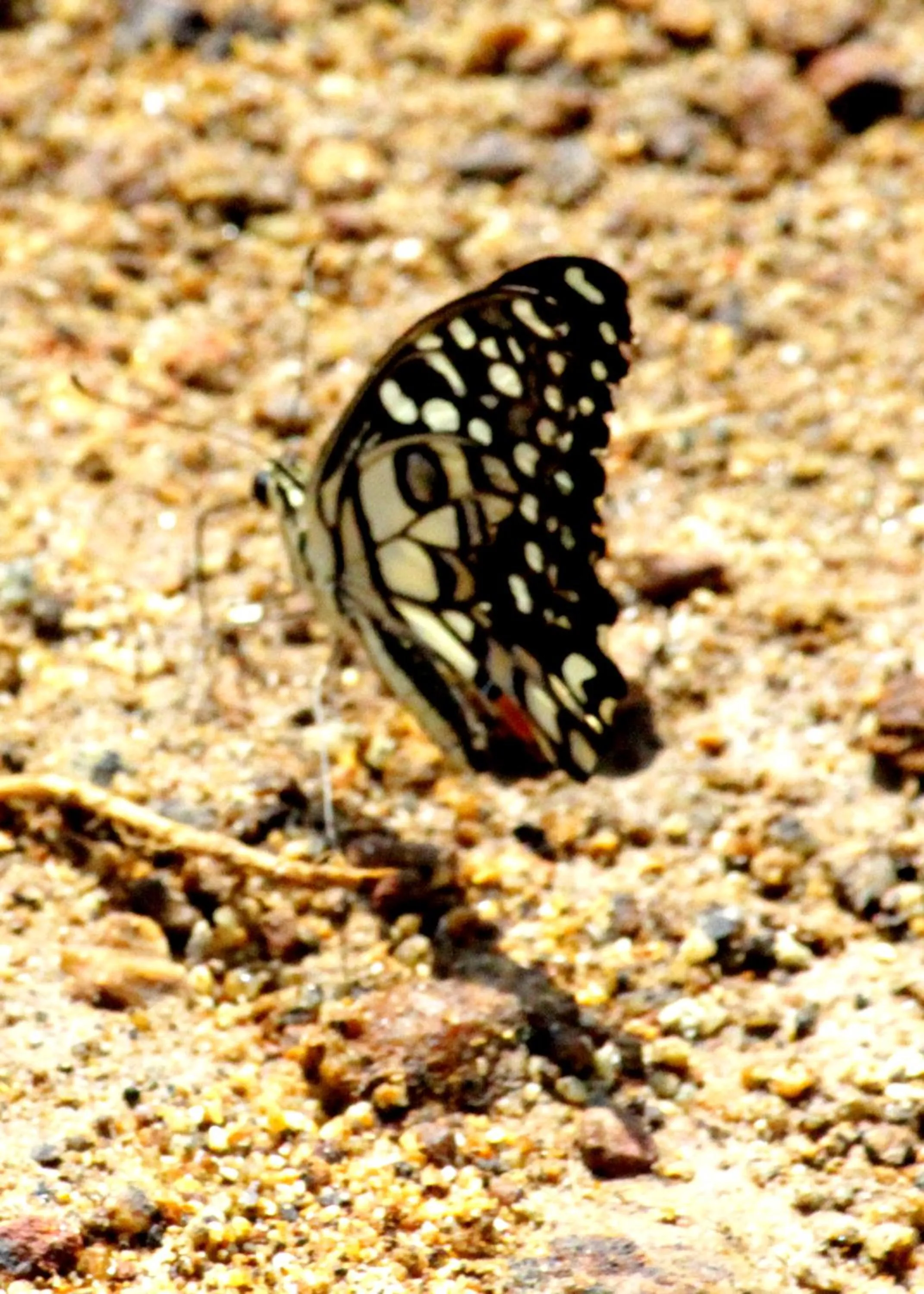 Garden in Athreya Ayurveda Ashram
