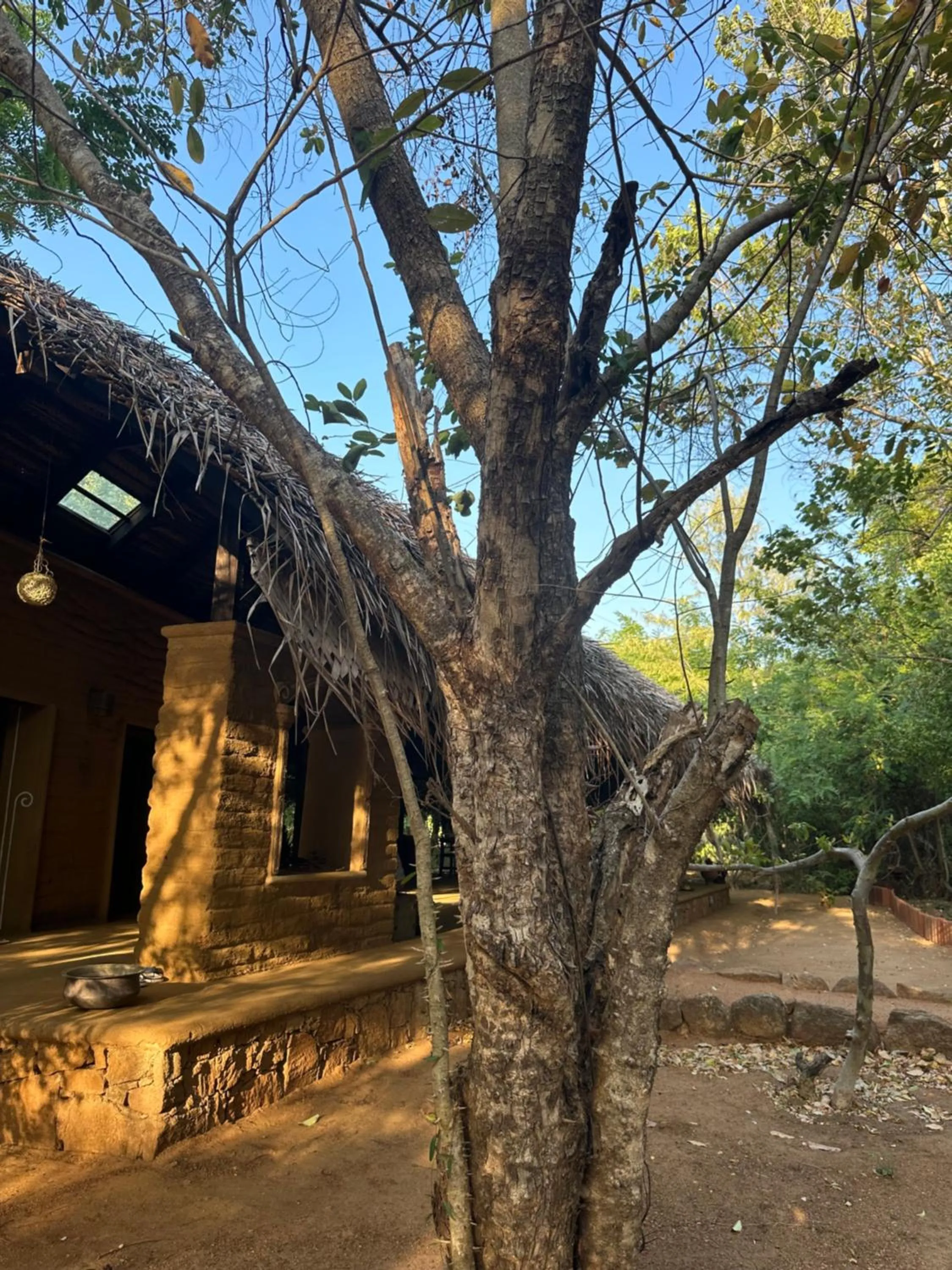 Restaurant/places to eat in Athreya Ayurveda Ashram