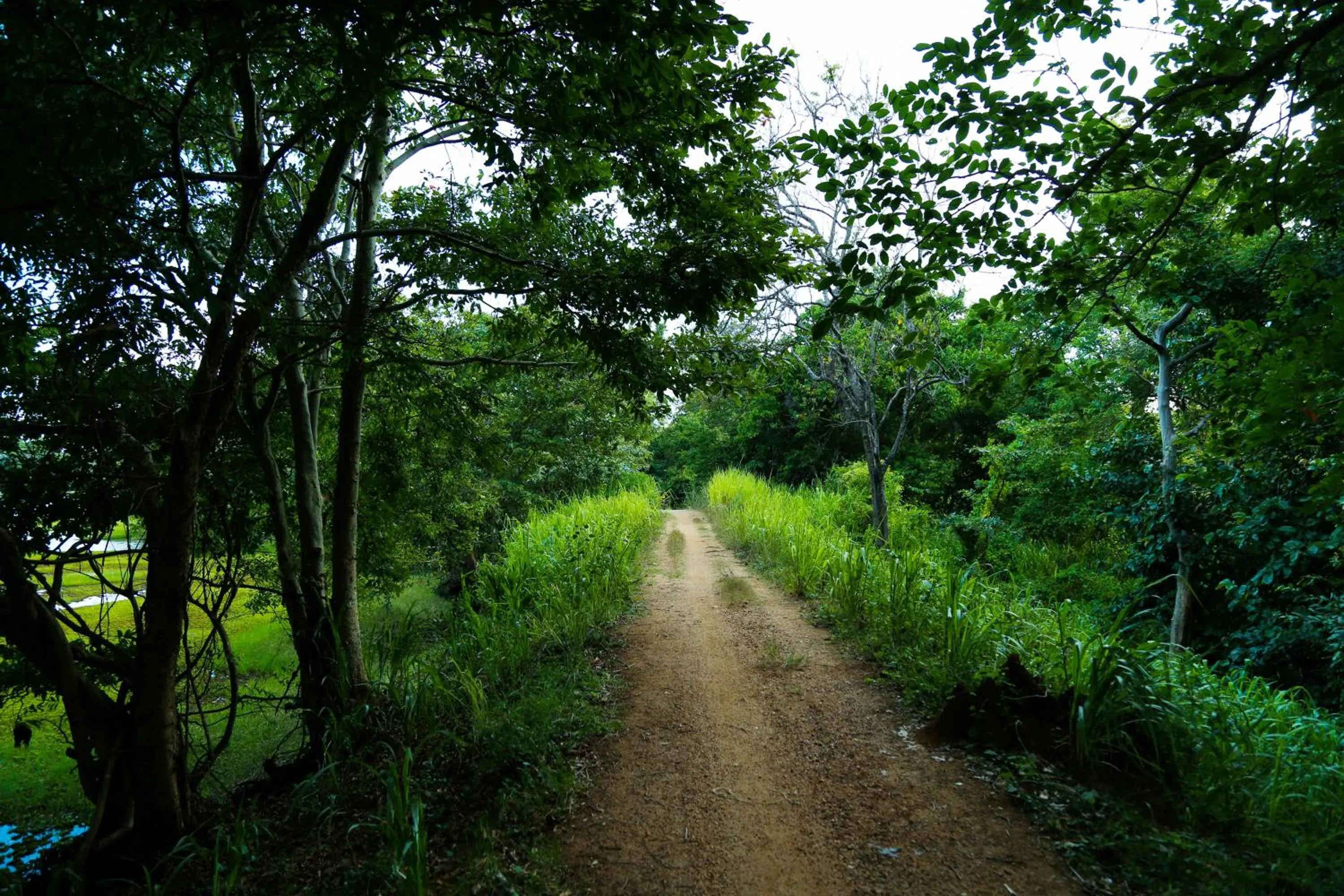 Natural landscape in Athreya Ayurveda Ashram
