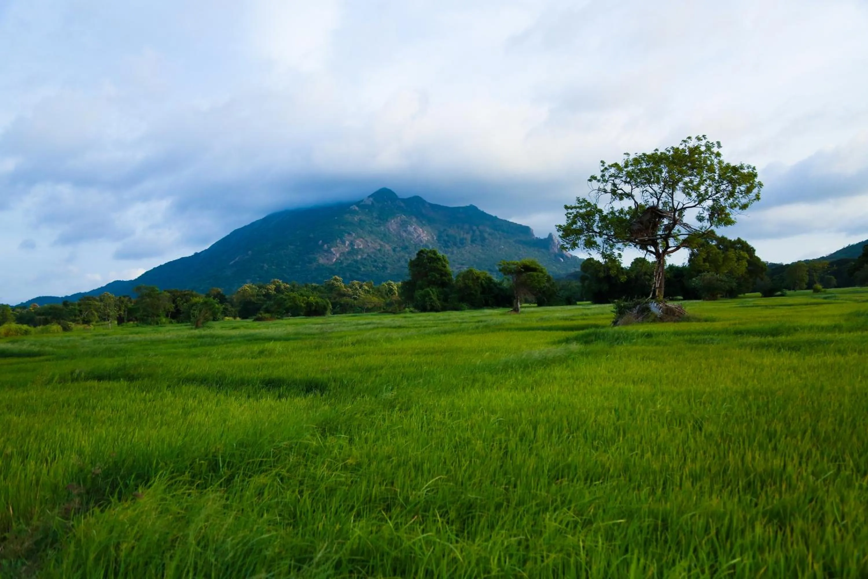 Landmark view in Athreya Ayurveda Ashram