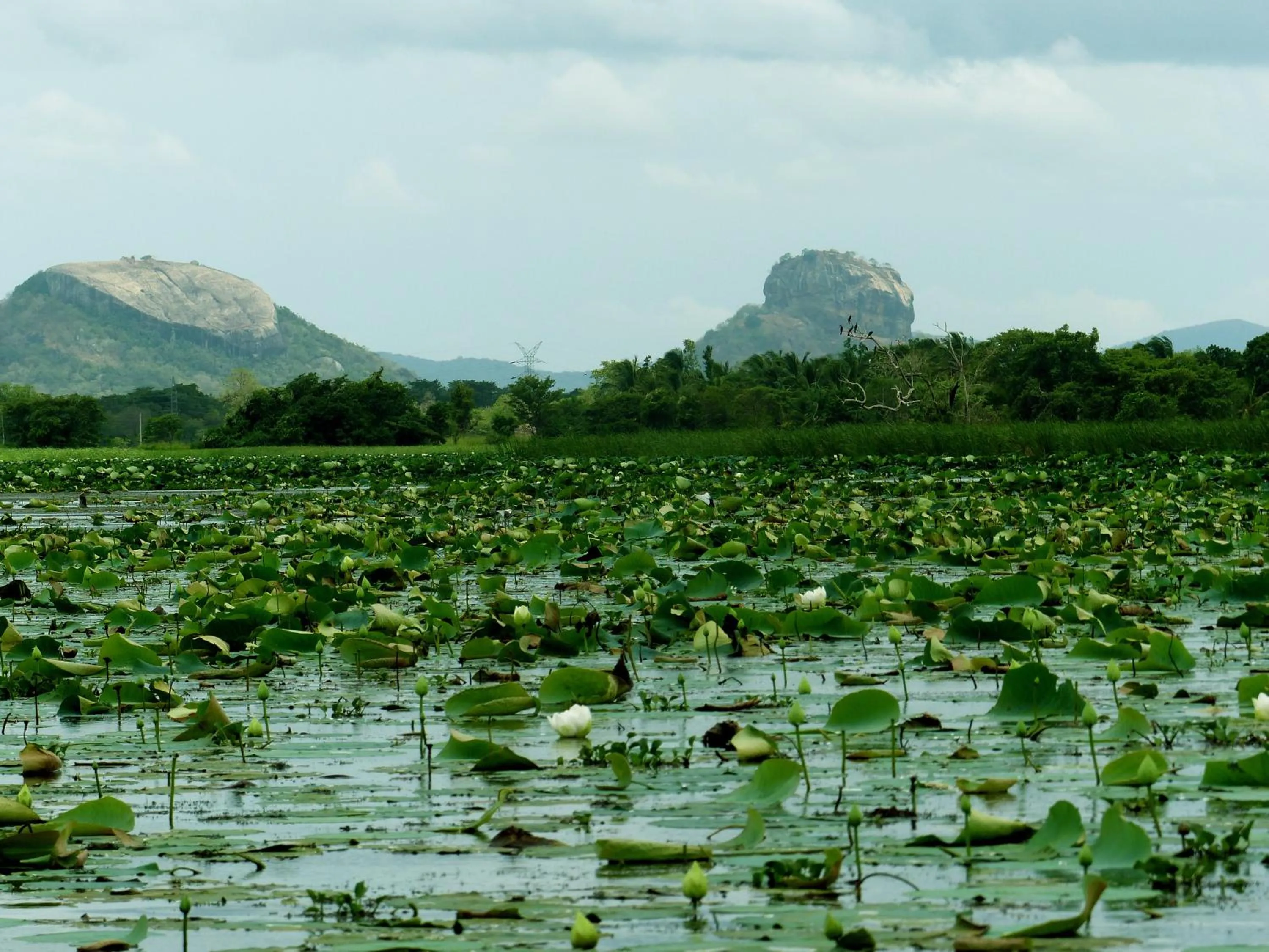 Activities in Athreya Ayurveda Ashram