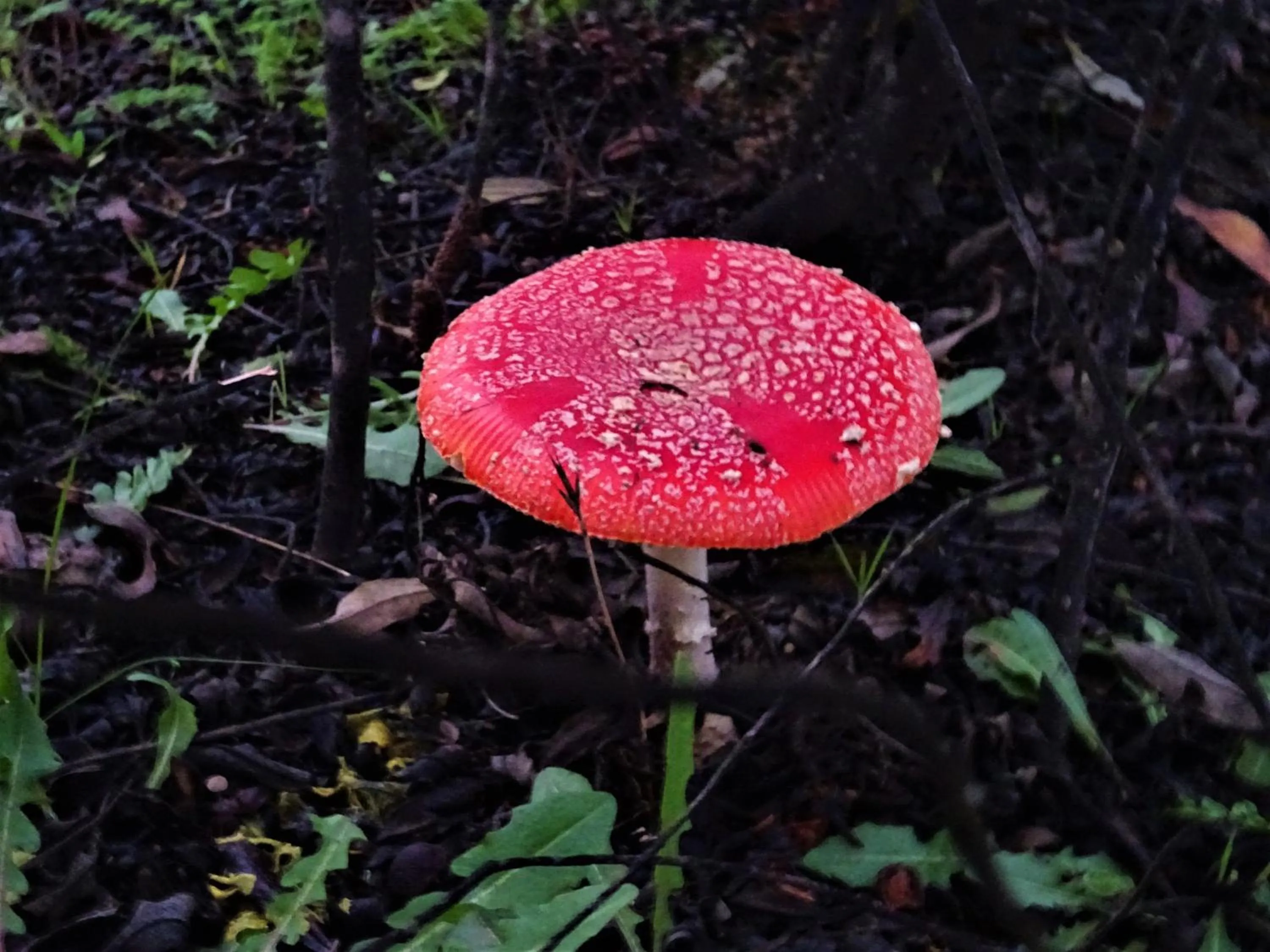 Natural landscape in Monte do Alento - Castro da Cola