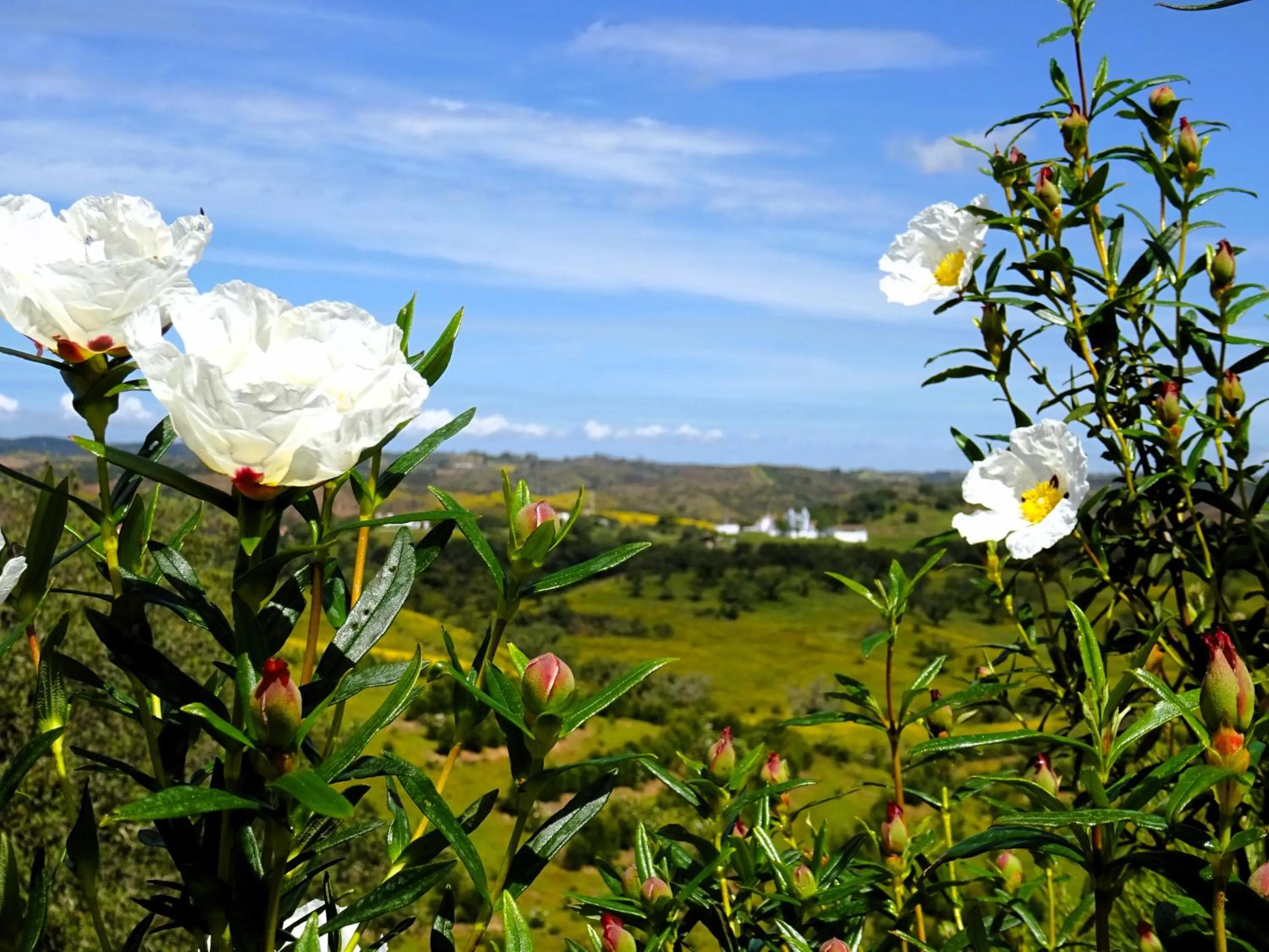 Natural landscape in Monte do Alento - Castro da Cola
