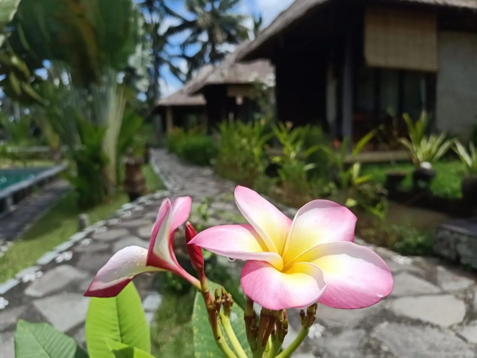 Garden in Taman Bintang Villa Ubud