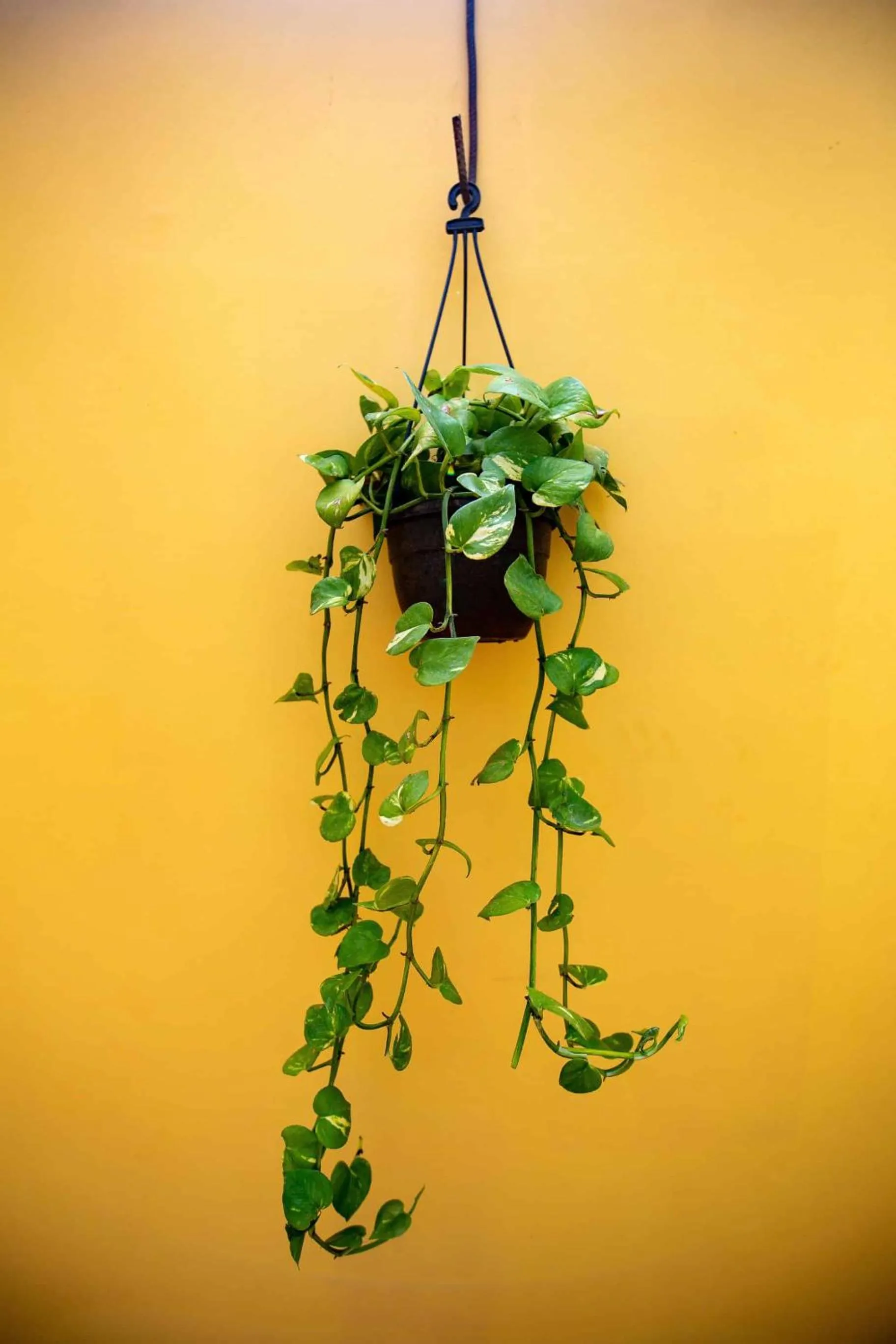 Garden in Fiesta Beach Resort