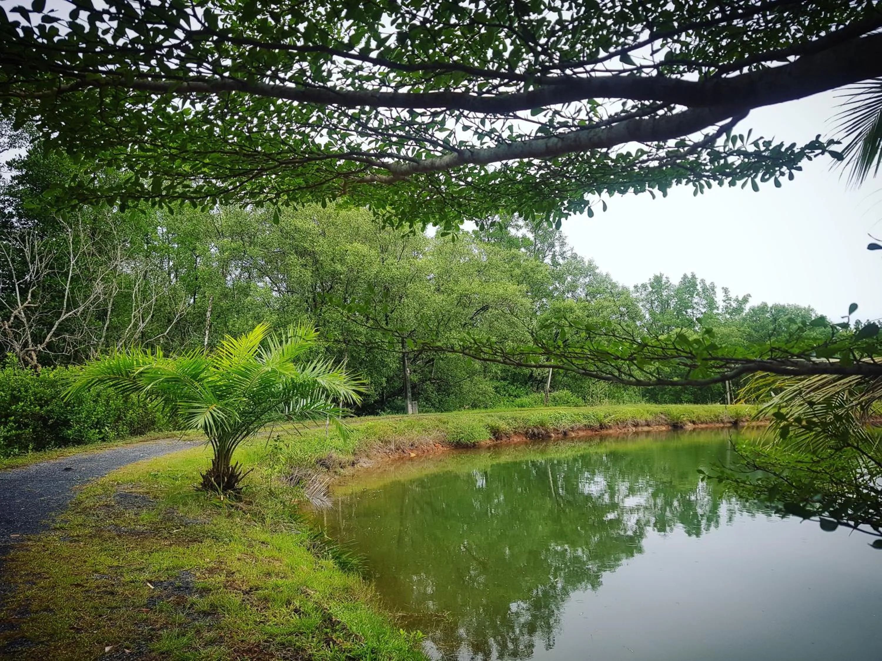Natural landscape in Calm at Bangphat