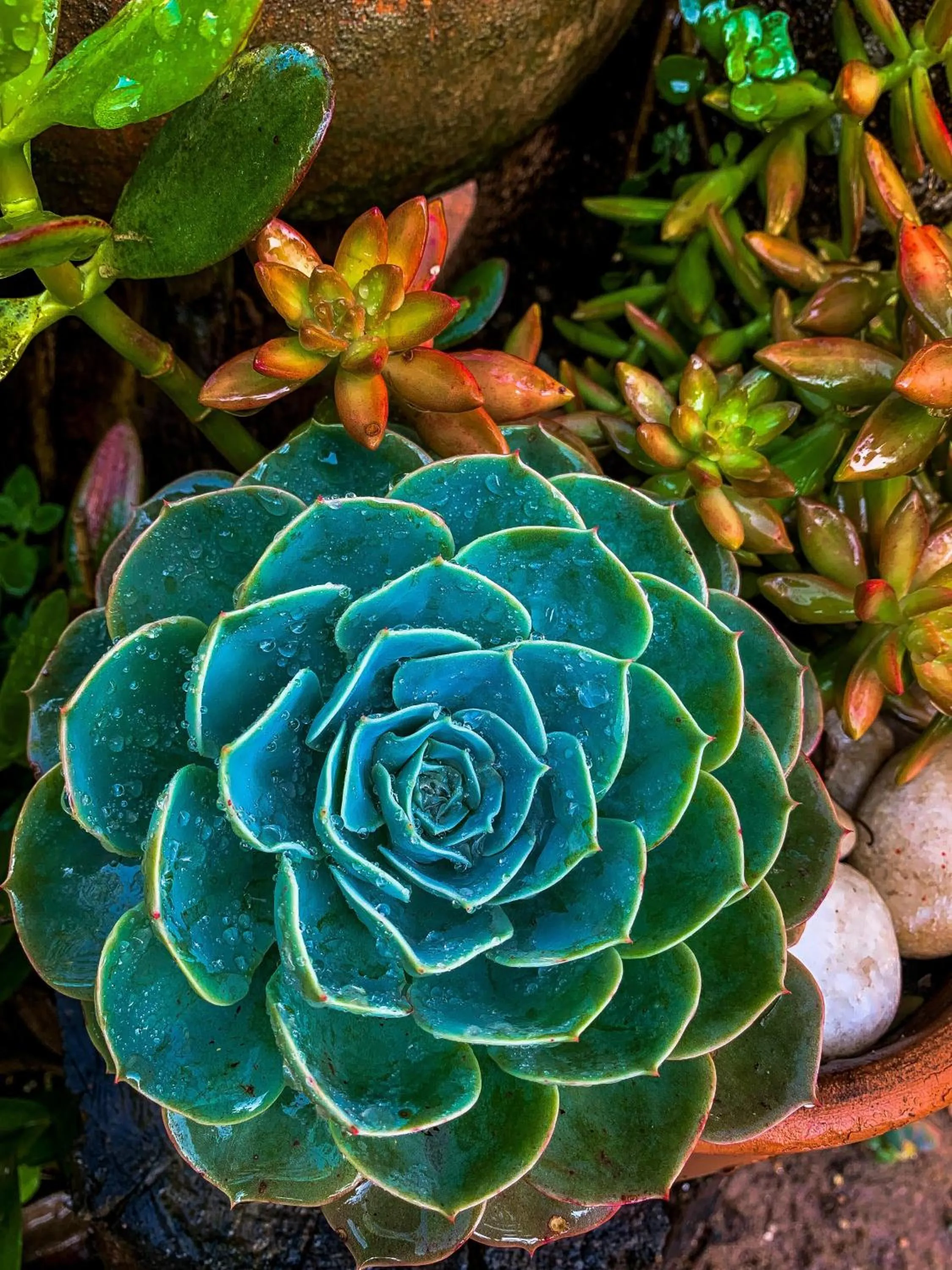Garden in Pousada Verde Villas