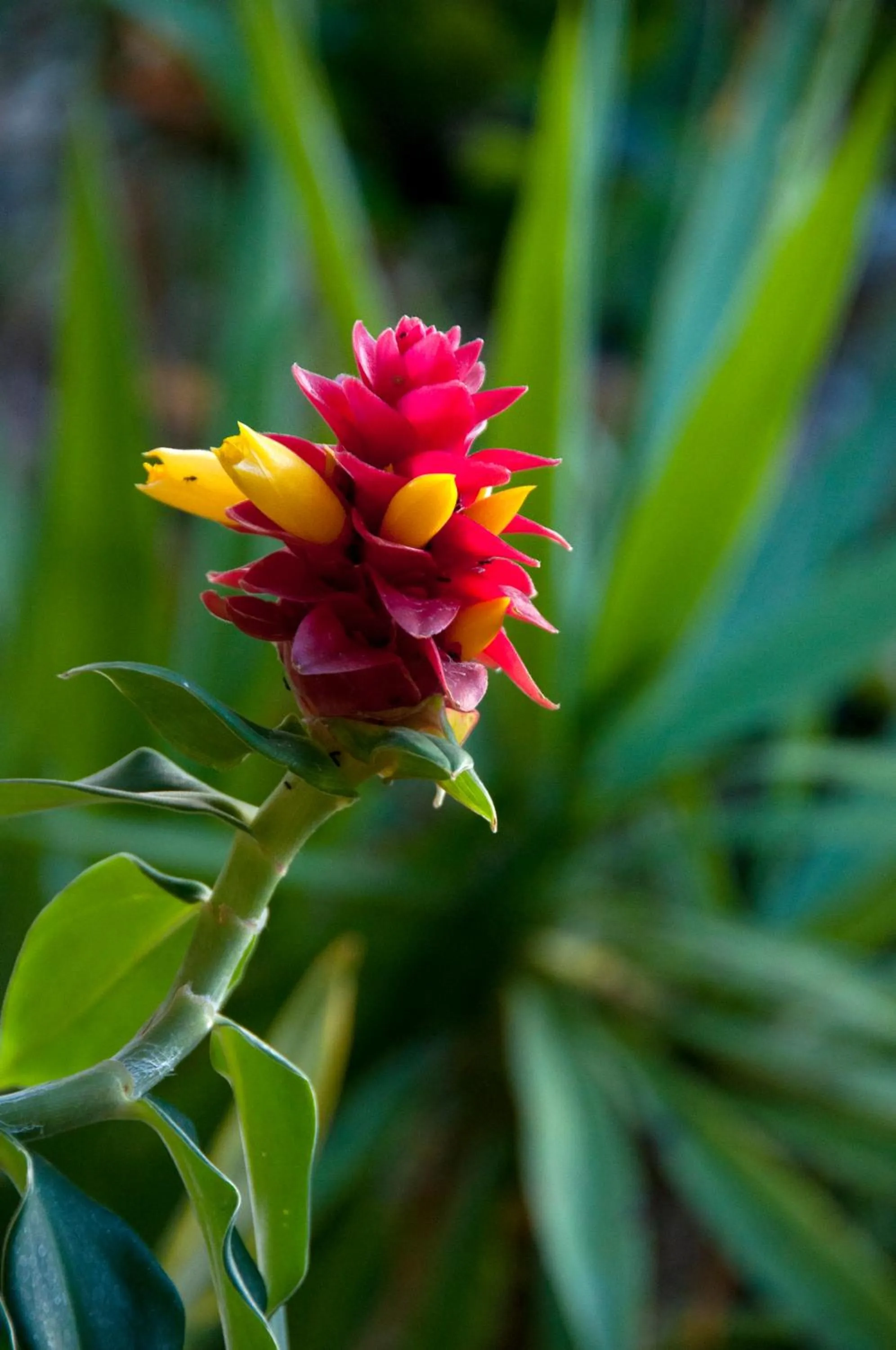Garden in Jackaroo Motel
