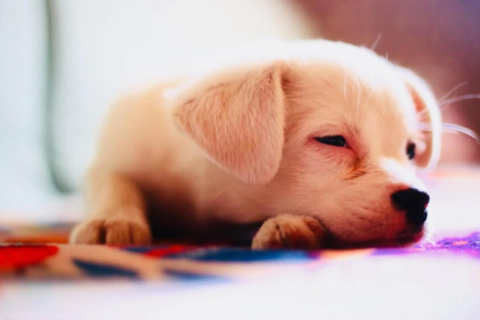 Pets in The Silk Road Travelers Hostel