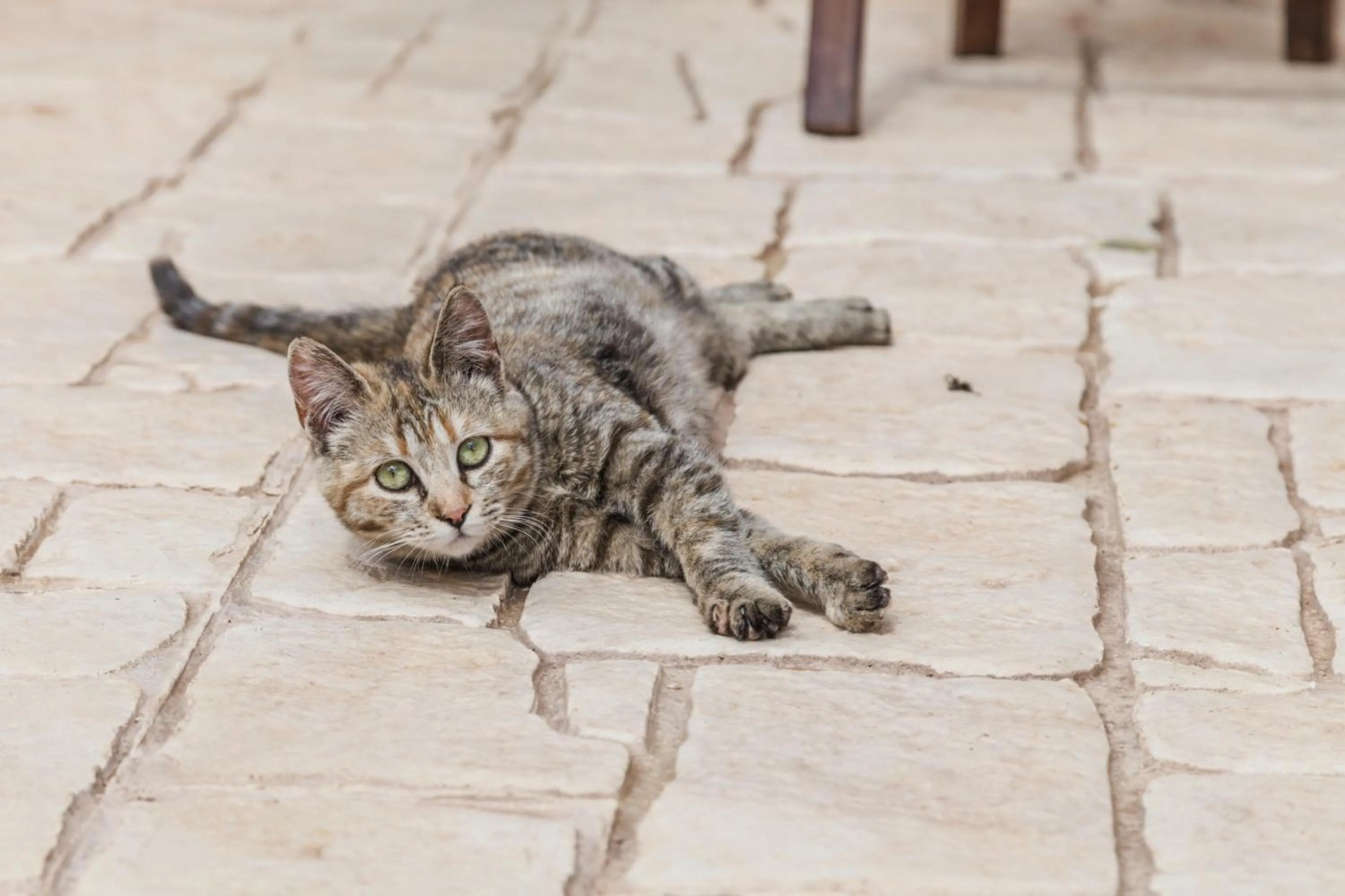 Abbraccio del Carrubo