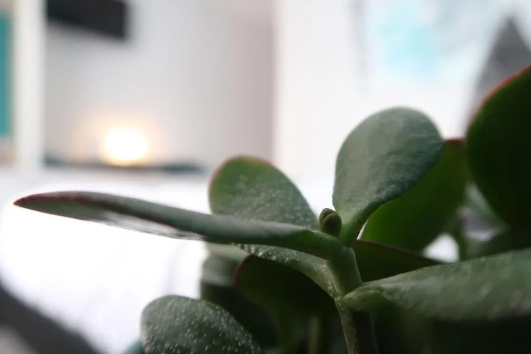 Decorative detail, Bed in Hotel Adoma