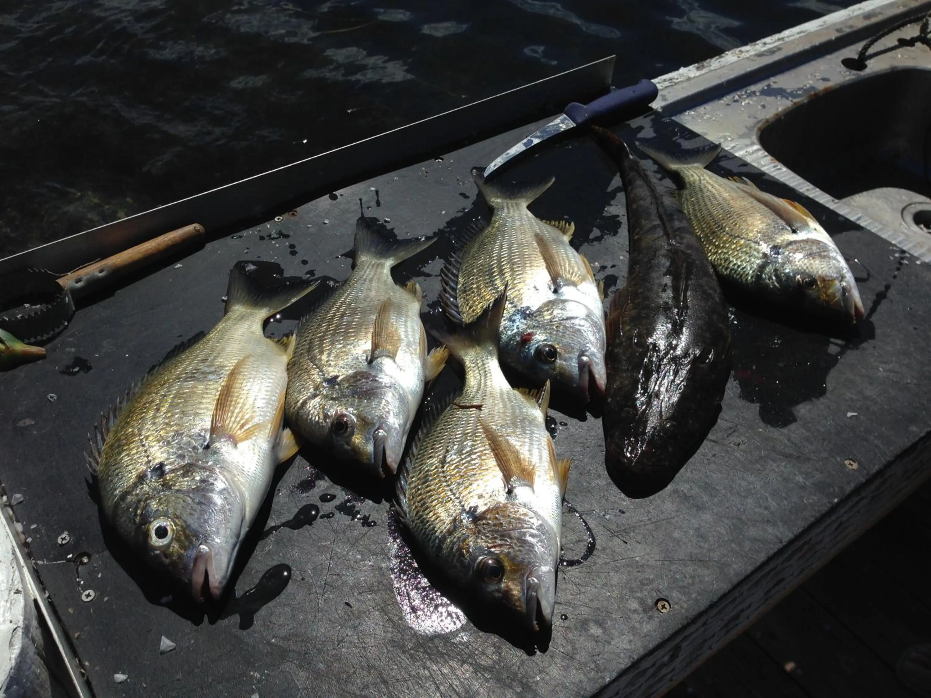 BBQ facilities in Laguna lodge Group Accommodation