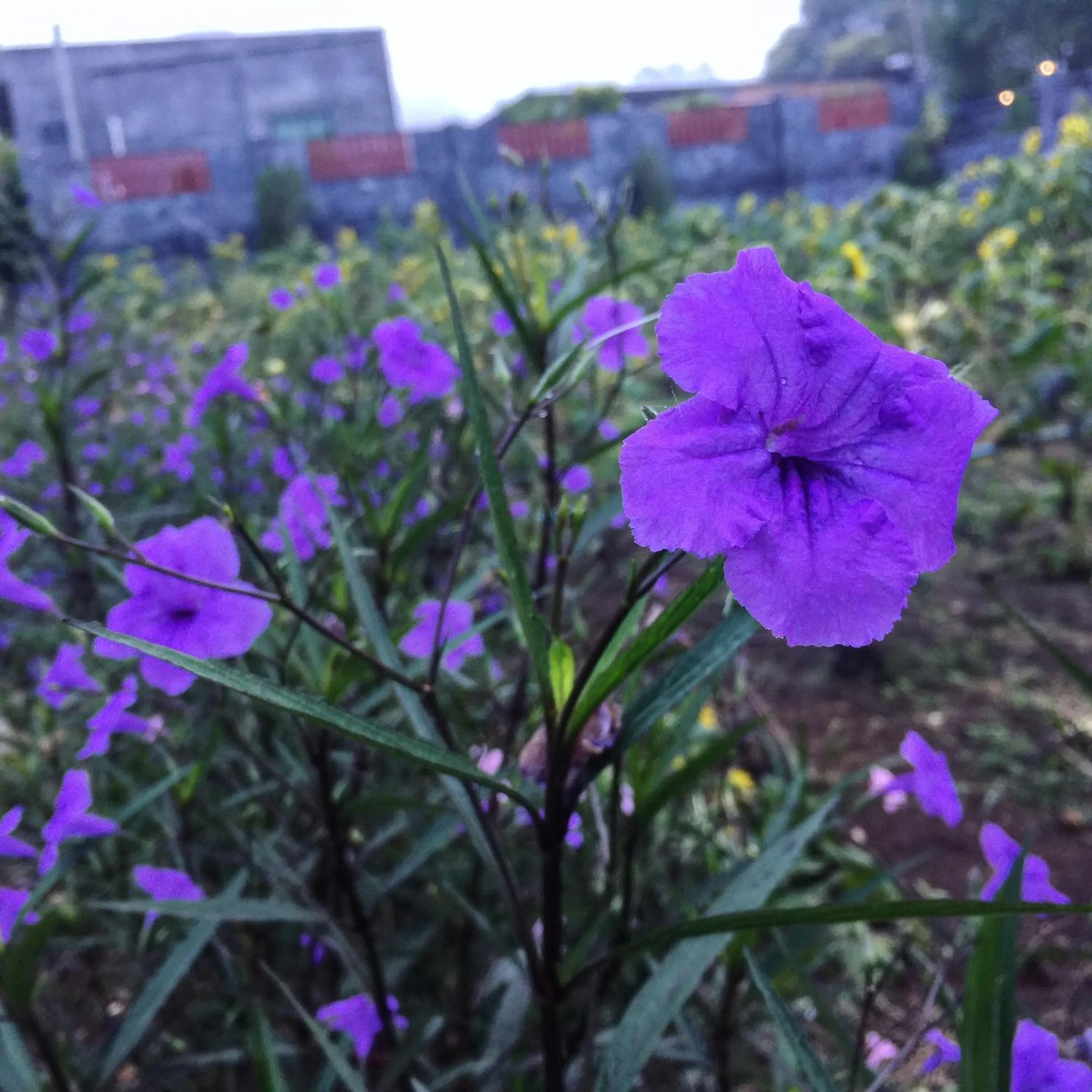 Garden in Keeree Loft Resort คีรีลอฟท์รีสอร์ท