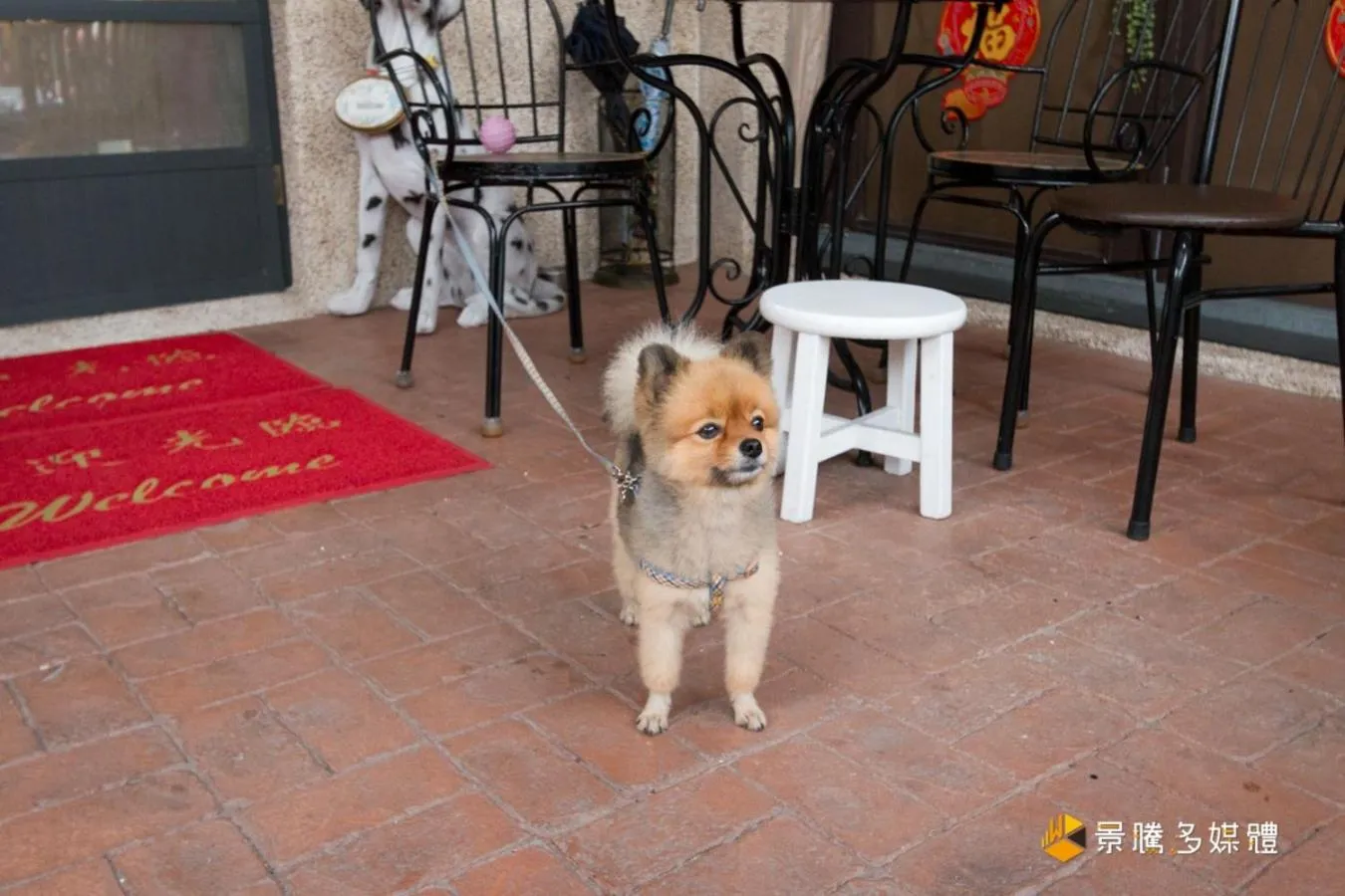 Pets in Happiness is coming(Near Hualien Railway Station)