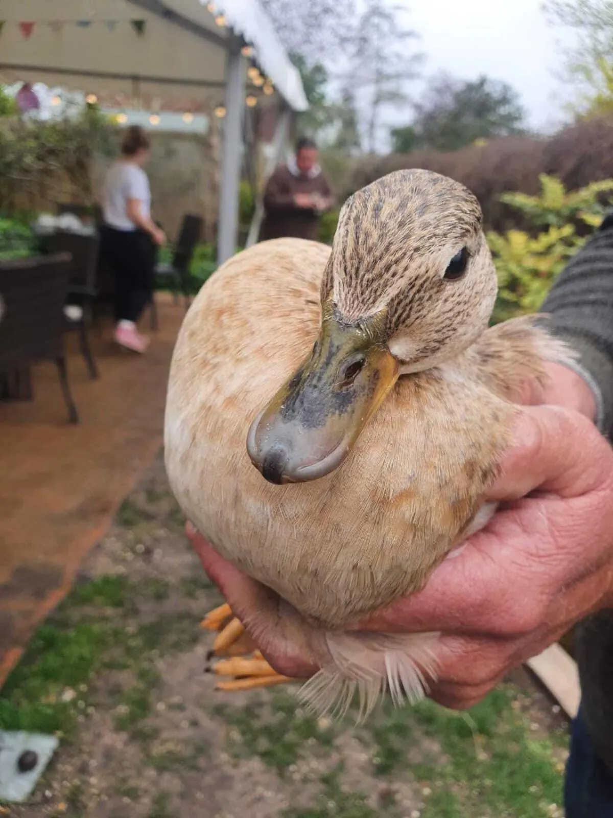 Natural landscape in The Three Cups Inn