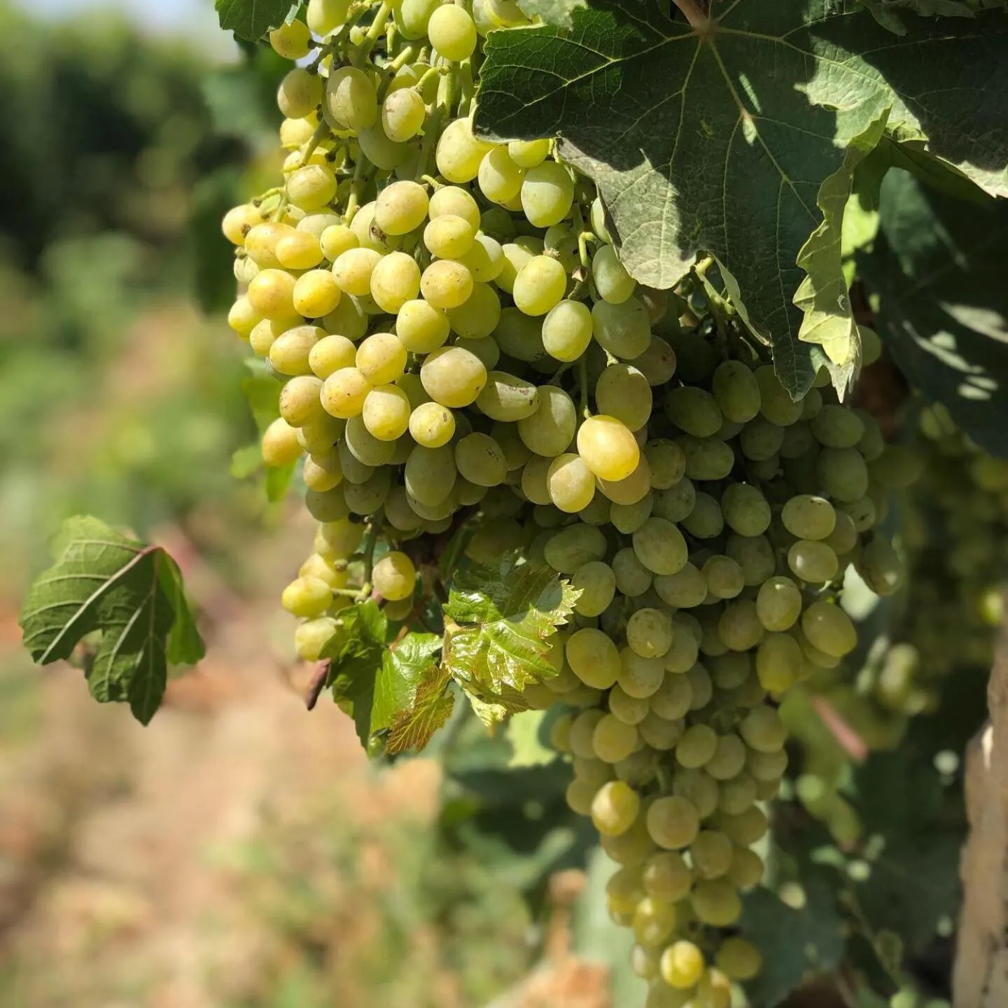 Natural landscape in Areni Wine Cellar