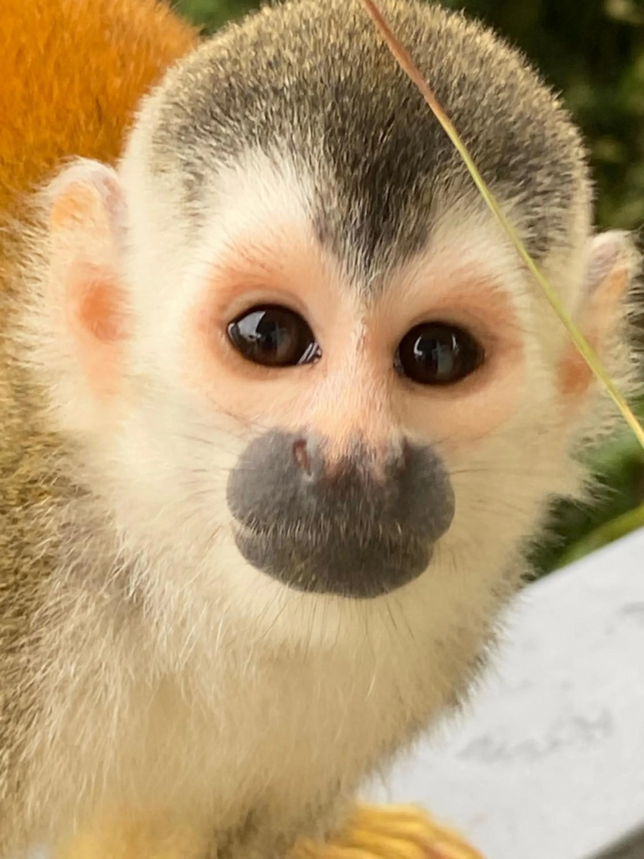 Nearby landmark in Casa Libertinn