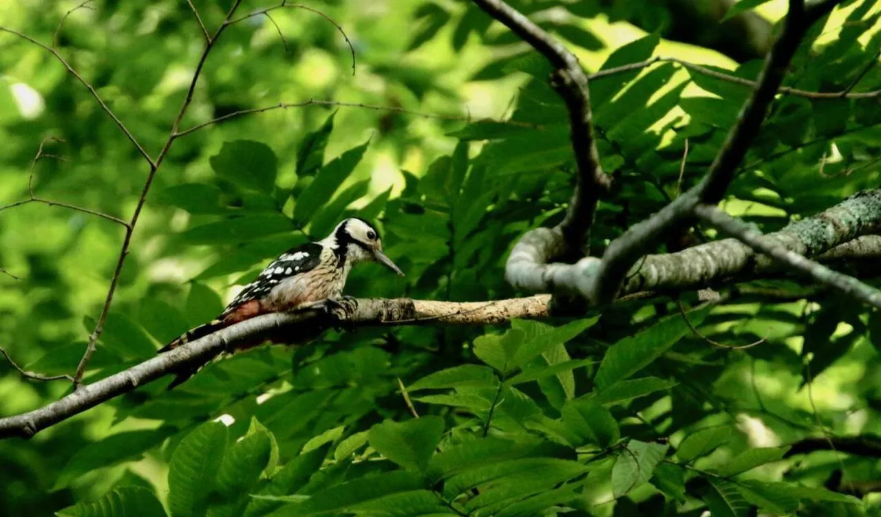 Animals in Oirase Guest house KEGETSU