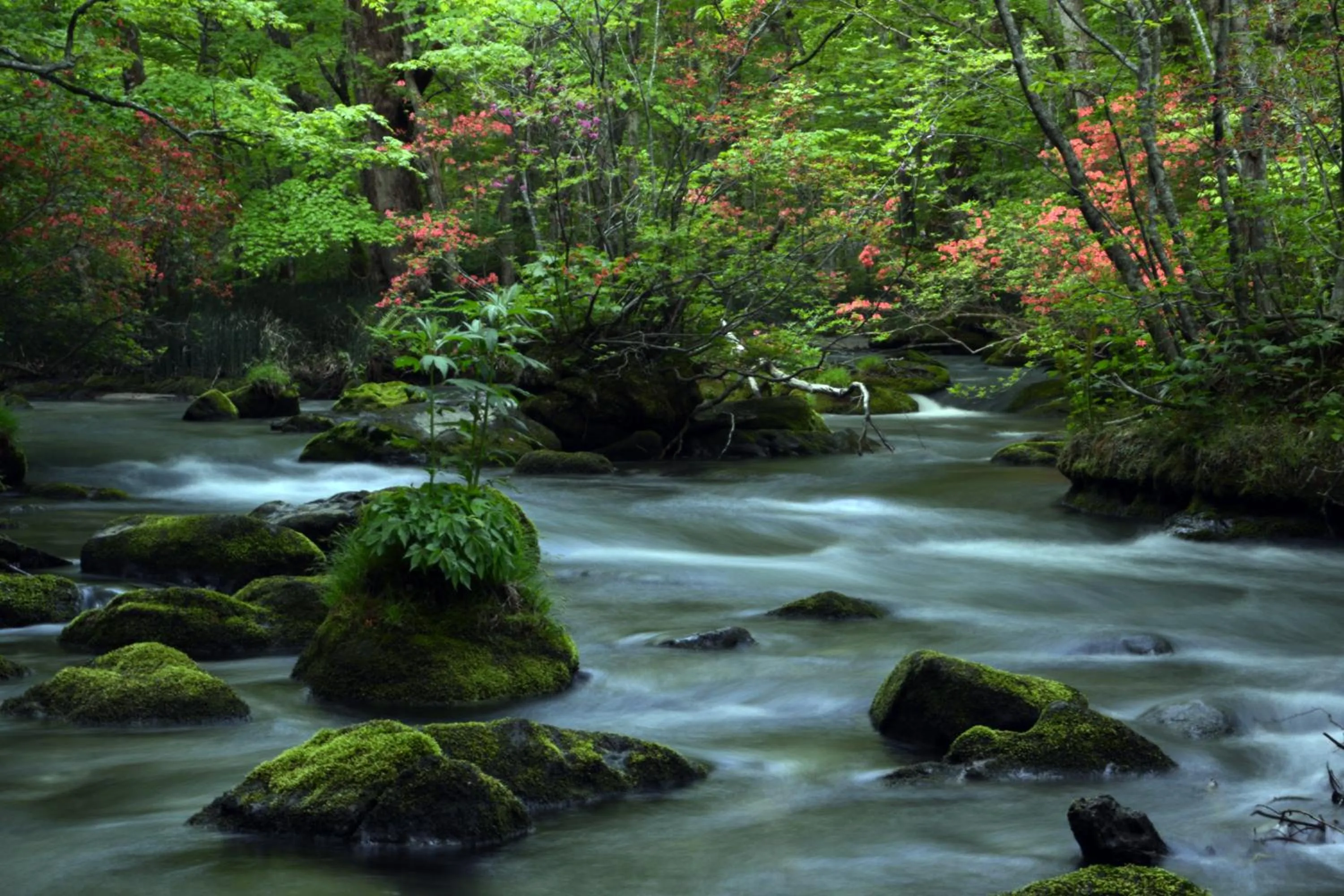 Natural landscape in Oirase Guest house KEGETSU
