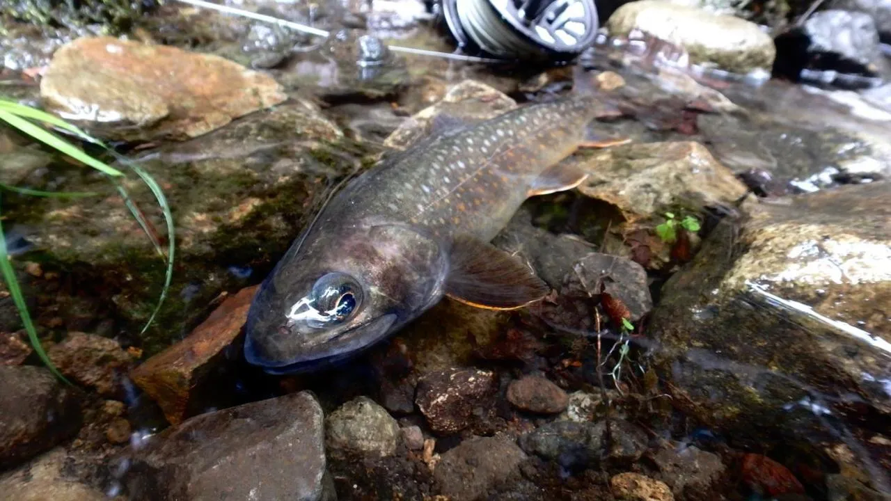 Oirase Guest house KEGETSU